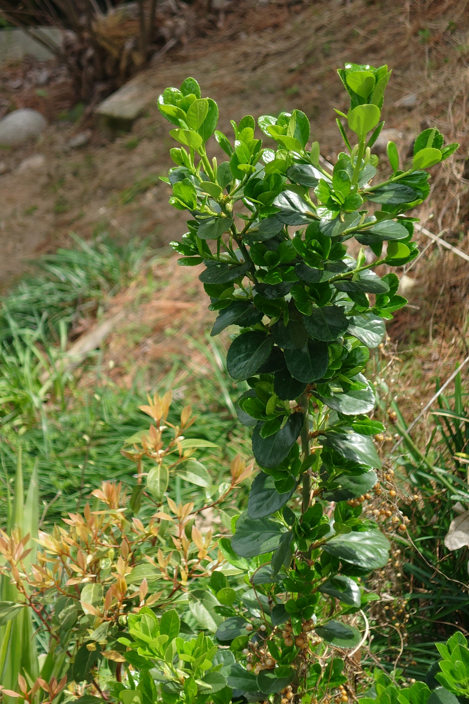 A small plant with green leaves standing upright
