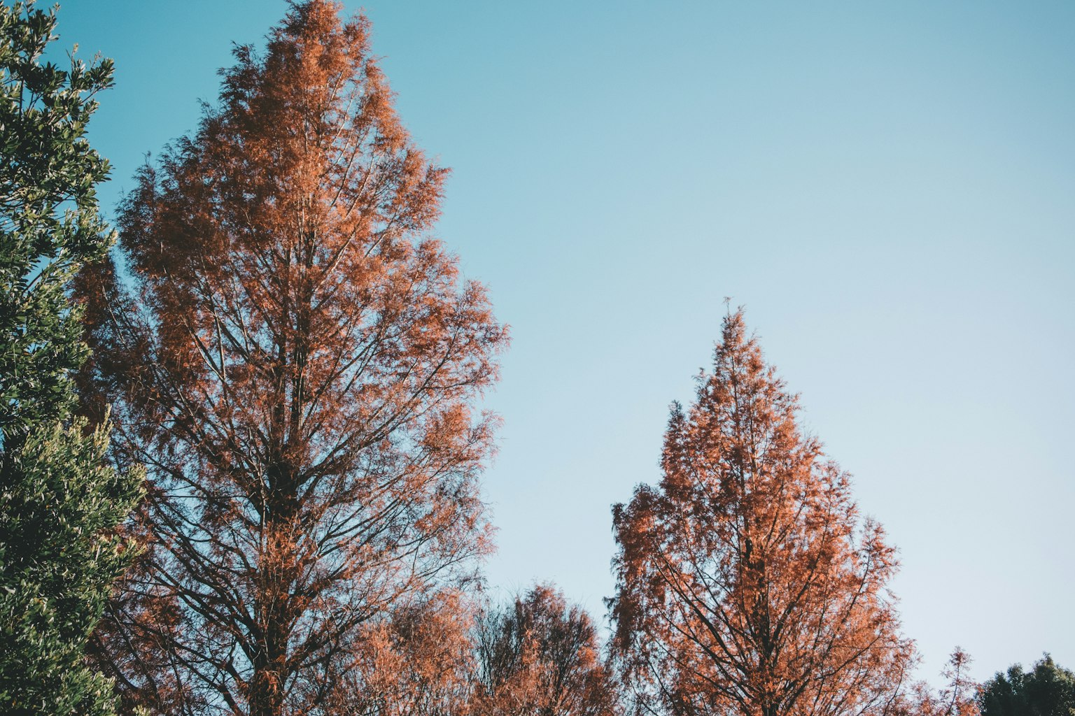 Cluster of autumn-colored trees under a blue sky