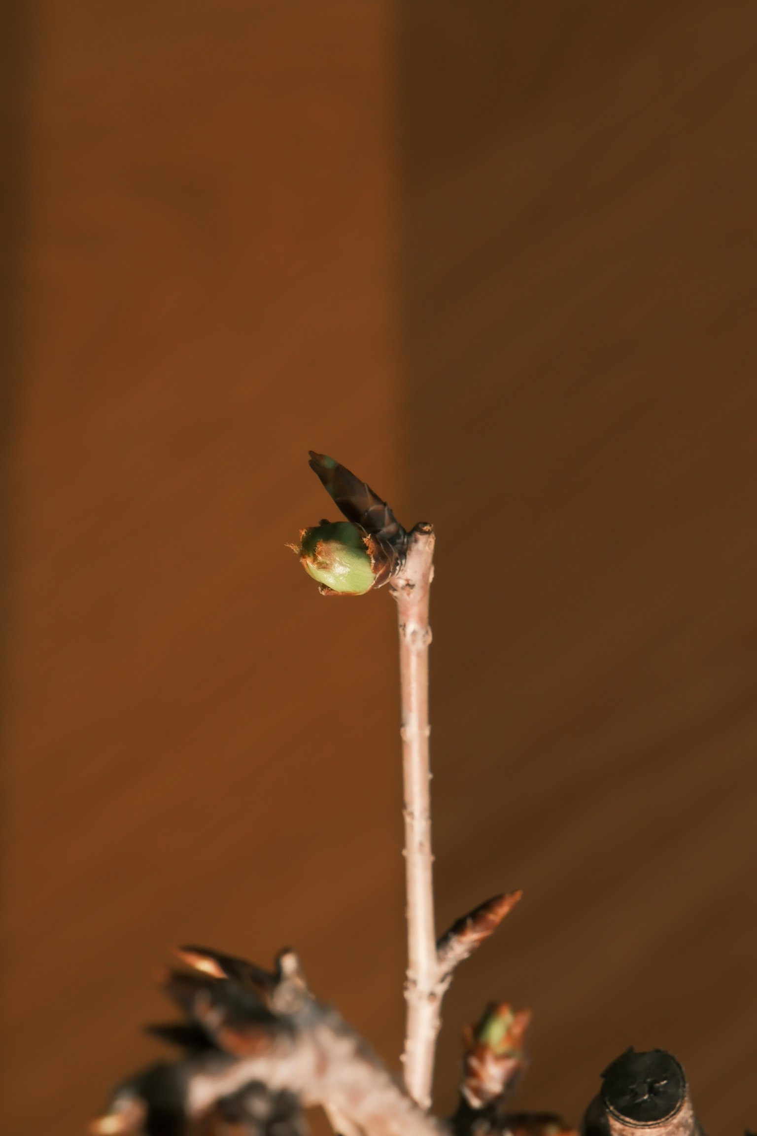 Close-up of a tree branch with new buds