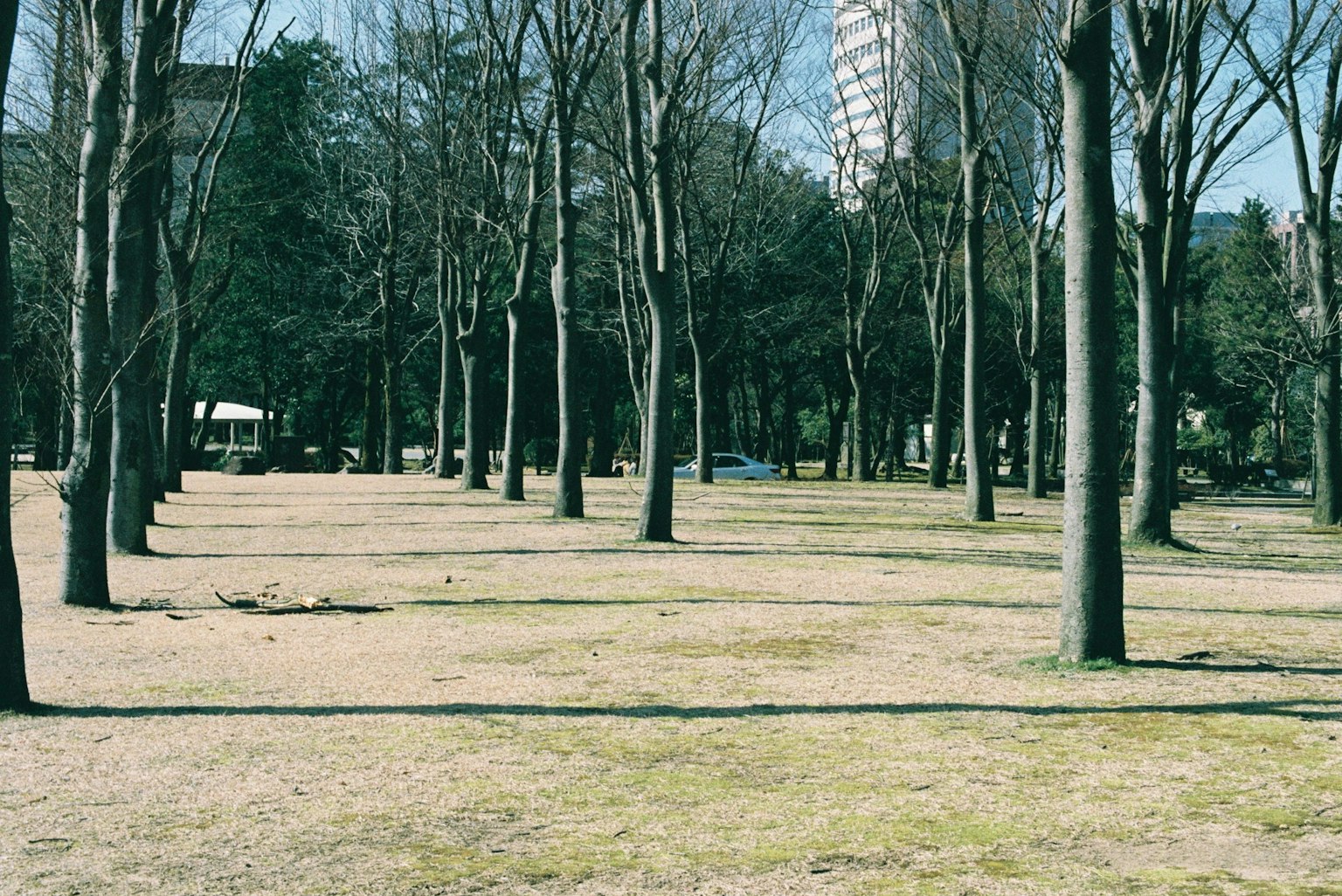 公園景觀，光禿的樹木在藍天和乾燥的地面下