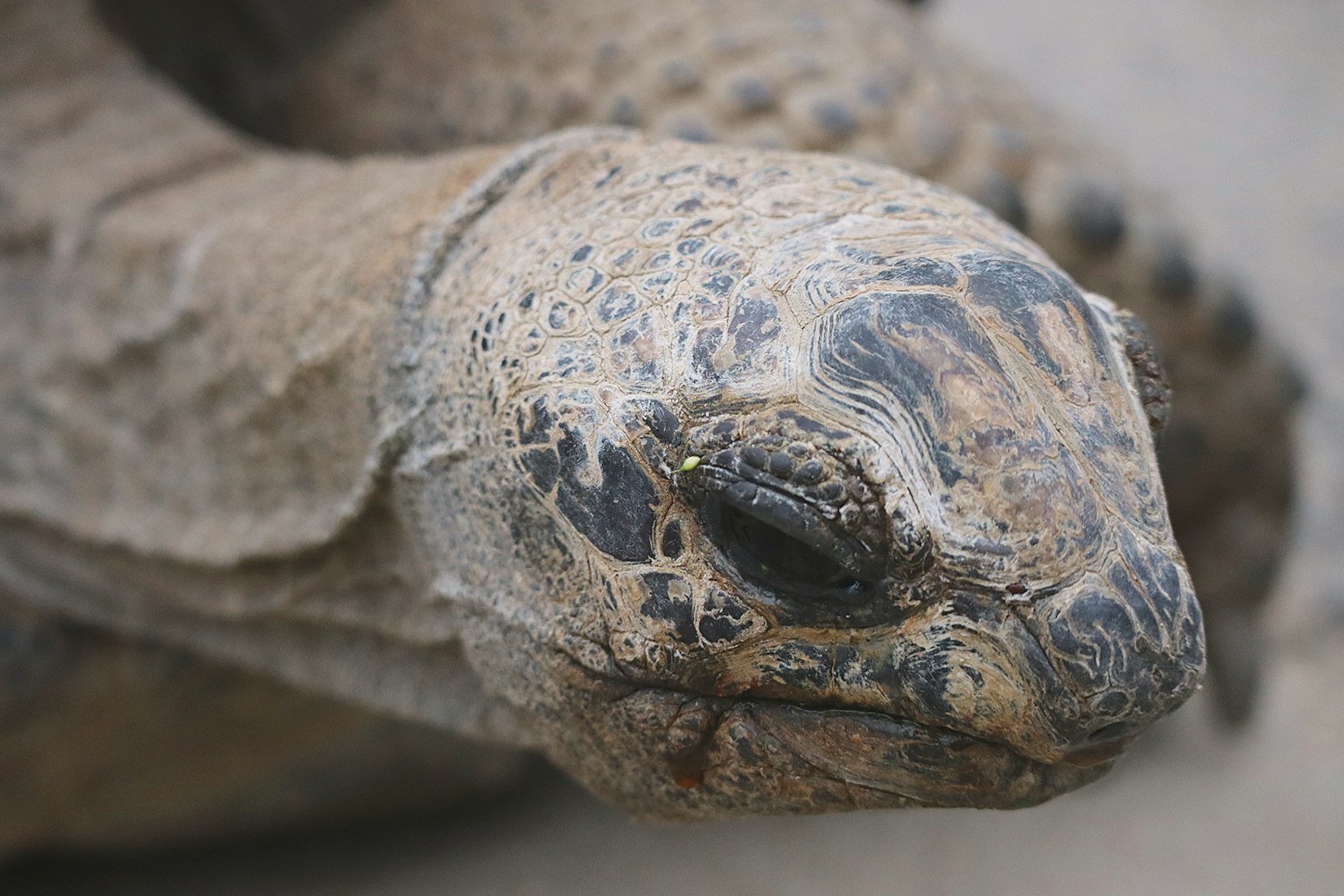 Close-up of a sea turtle showcasing its head details skin patterns and texture