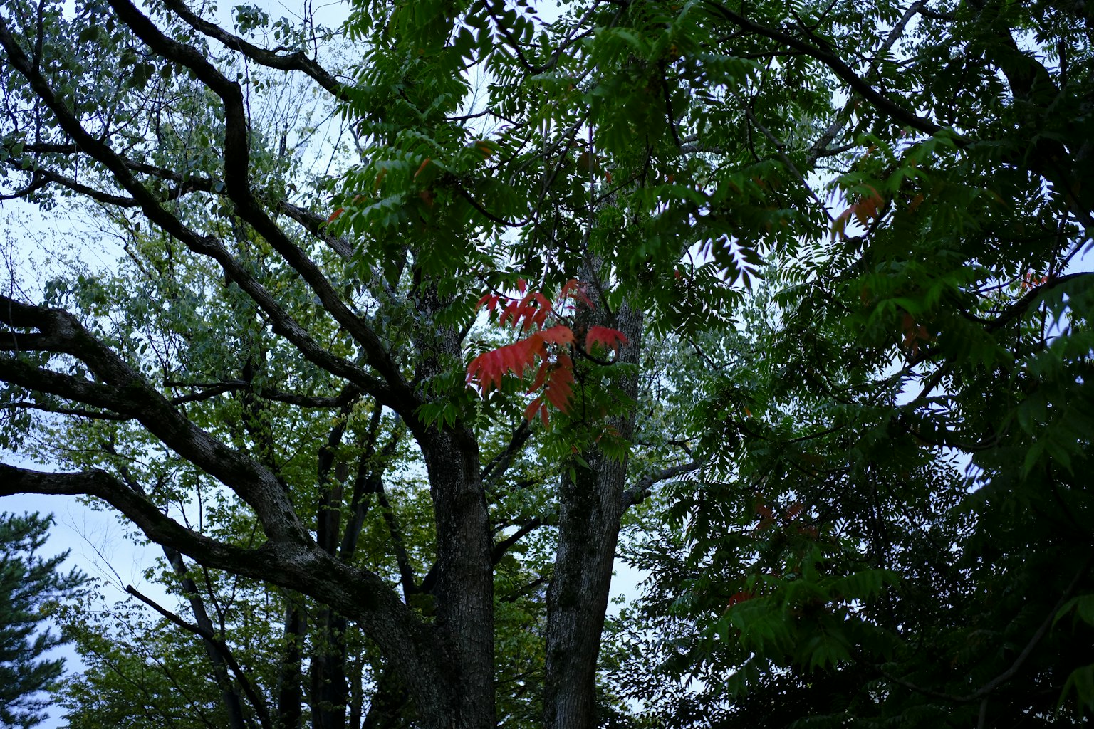 Vista di un albero con foglie verdi che presenta un oggetto rosso tra i rami