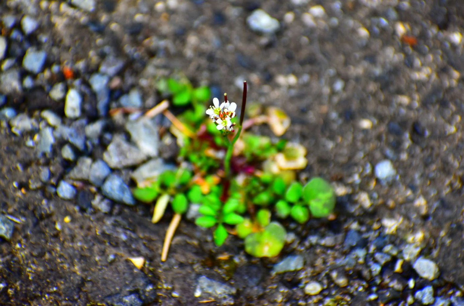 Piccola fiore bianco e foglie verdi che crescono attraverso le fessure del pavimento