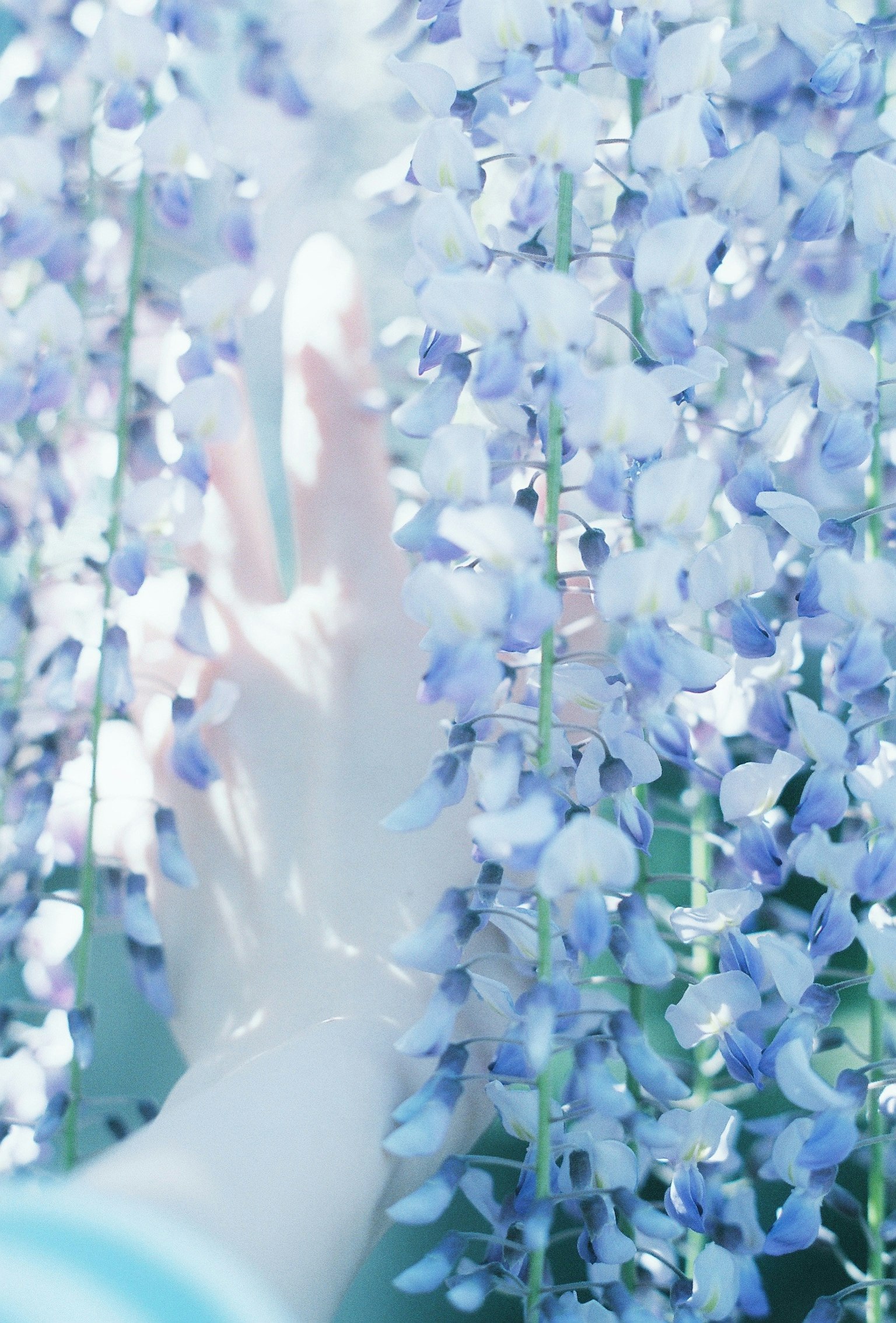 Une main délicate atteignant des fleurs bleues douces