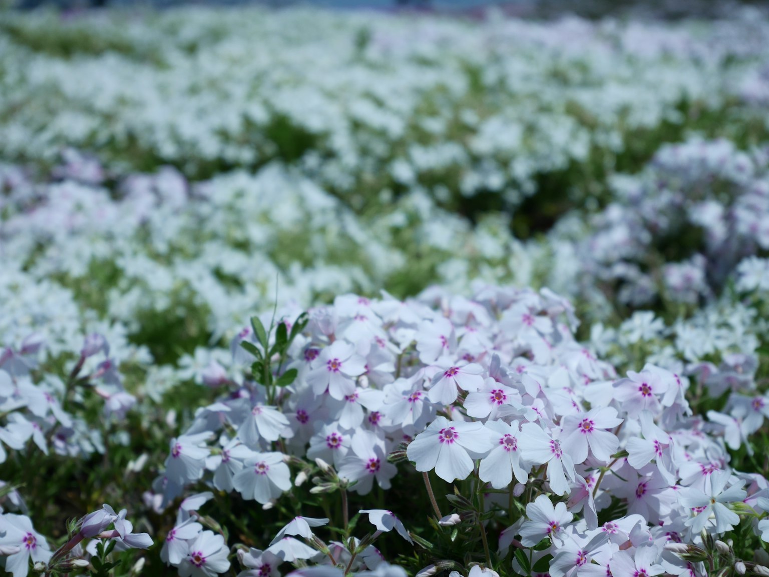 A field of pale purple flowers in full bloom