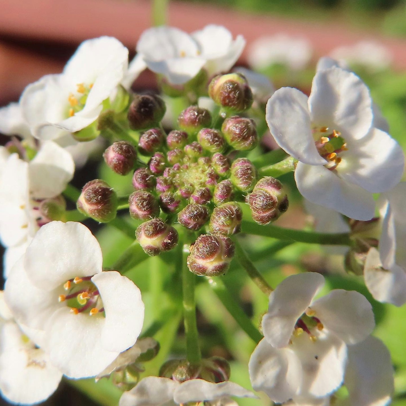 Photo en gros plan d'une plante avec des fleurs blanches montrant des boutons et des pétales