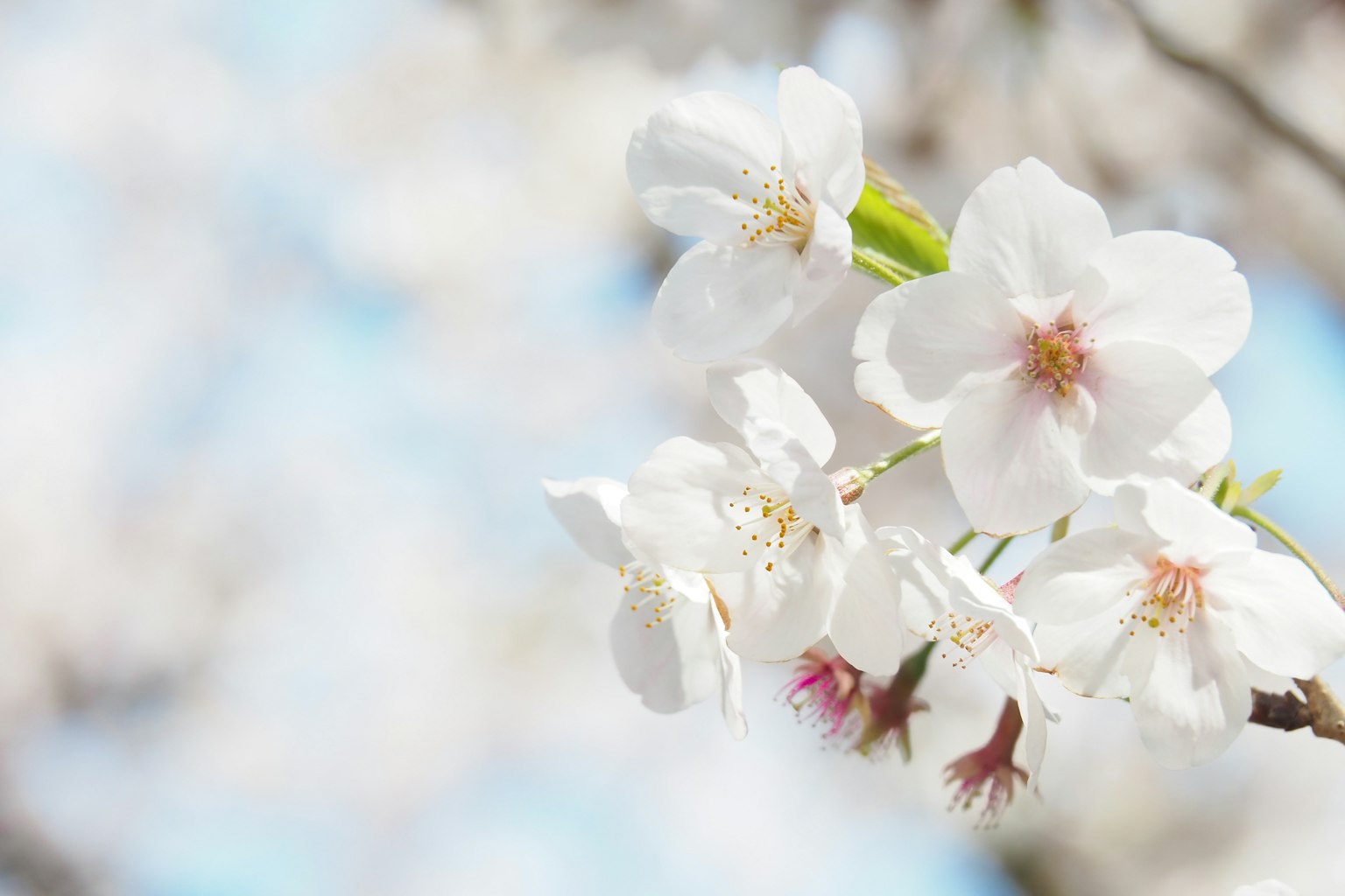Fleurs de cerisier en fleurs avec des pétales blancs délicats sur un fond doux