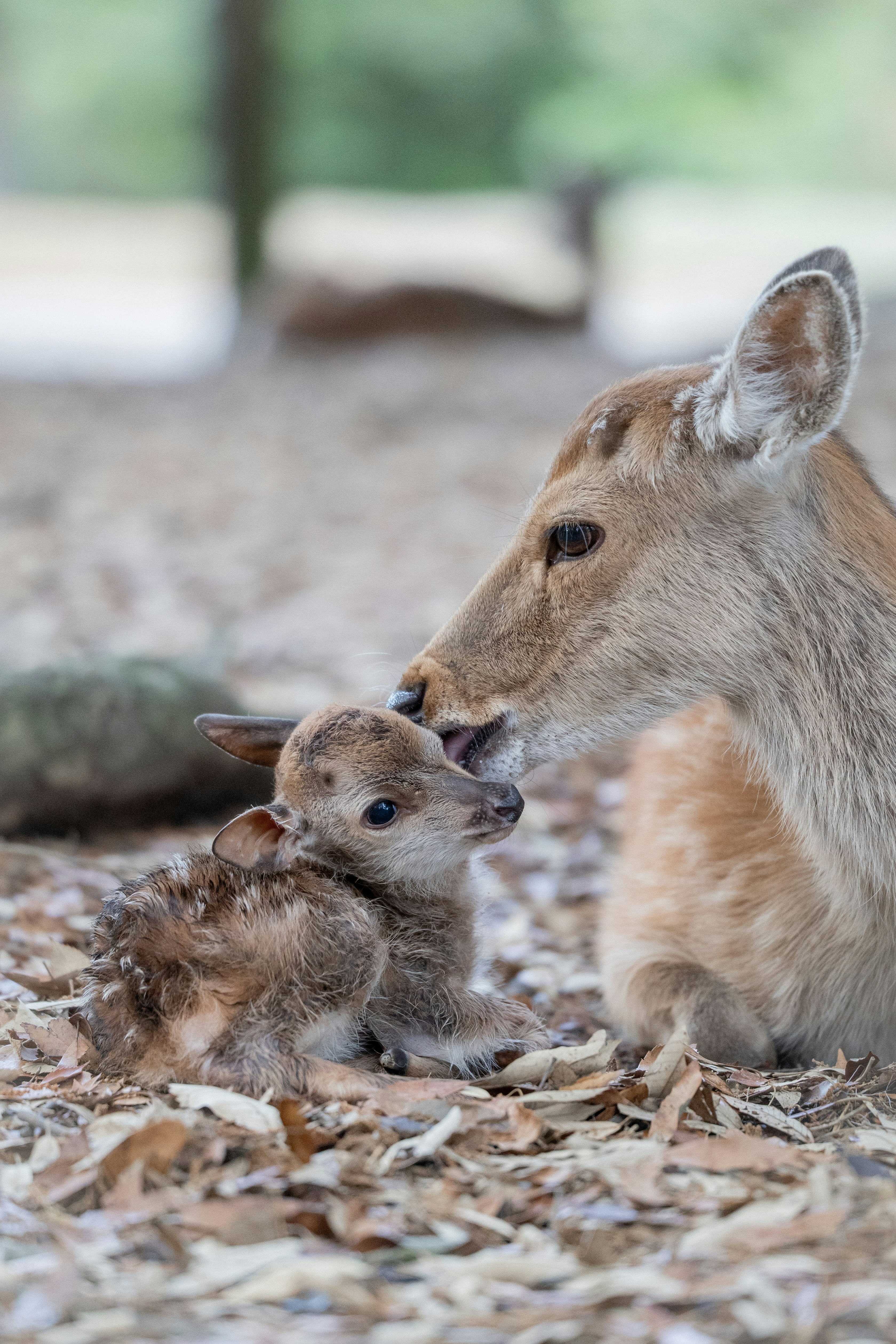 草むらの中で子どもを抱くカンガルーと赤ちゃん