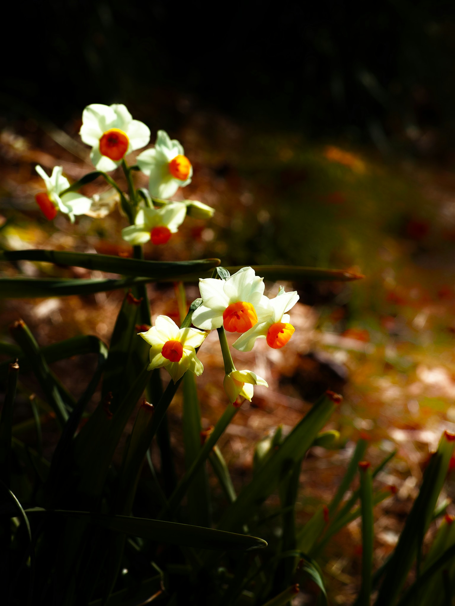 白色水仙花簇，橙色花蕊，盛开在绿色叶子中