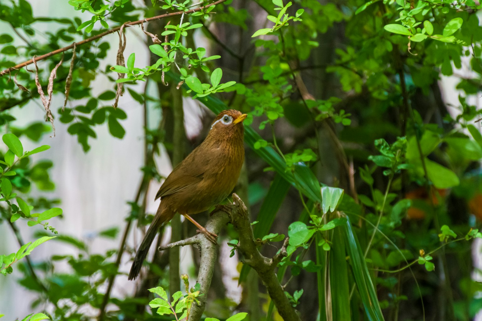 Small brown bird among green leaves