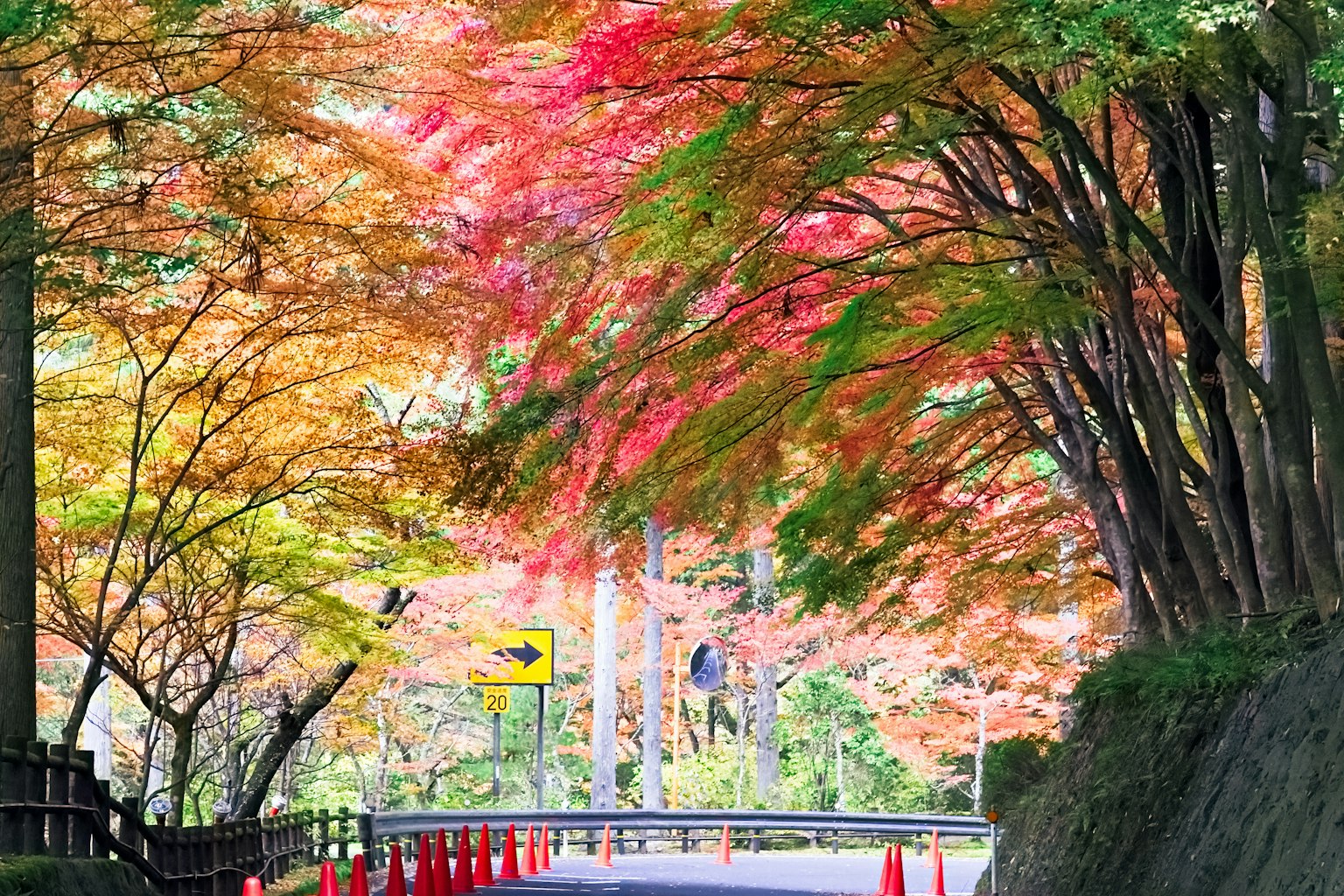 秋季色彩斑斓的树木环绕的道路景色