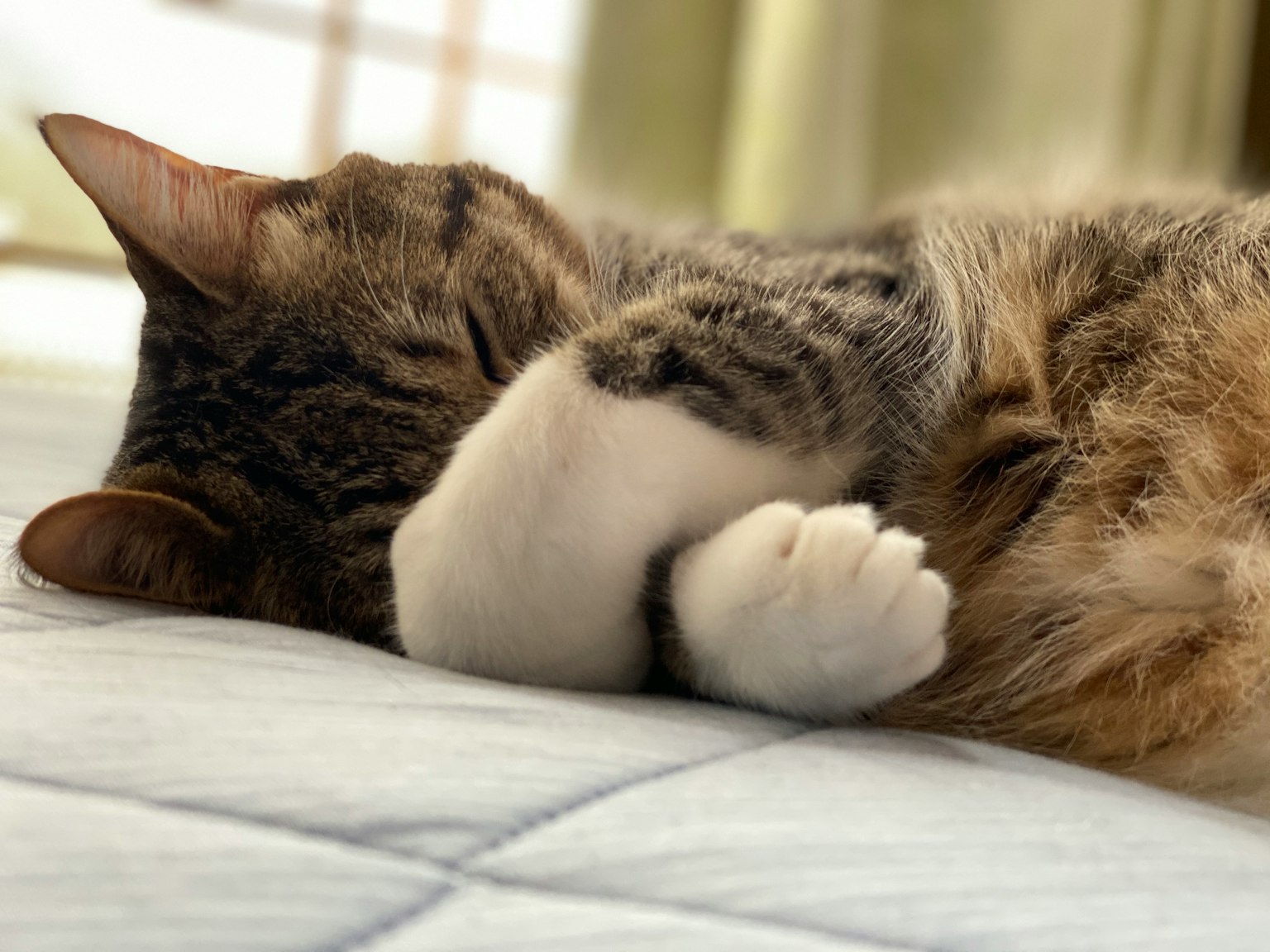Eine Katze, die mit ihren Vorderpfoten über ihrem Gesicht schläft