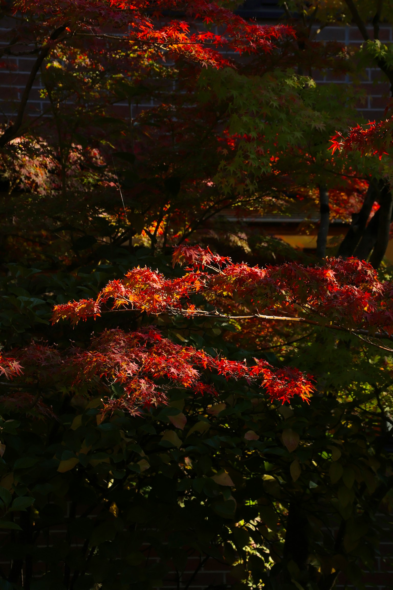 鲜艳的秋叶在黑暗背景下的红色和橙色
