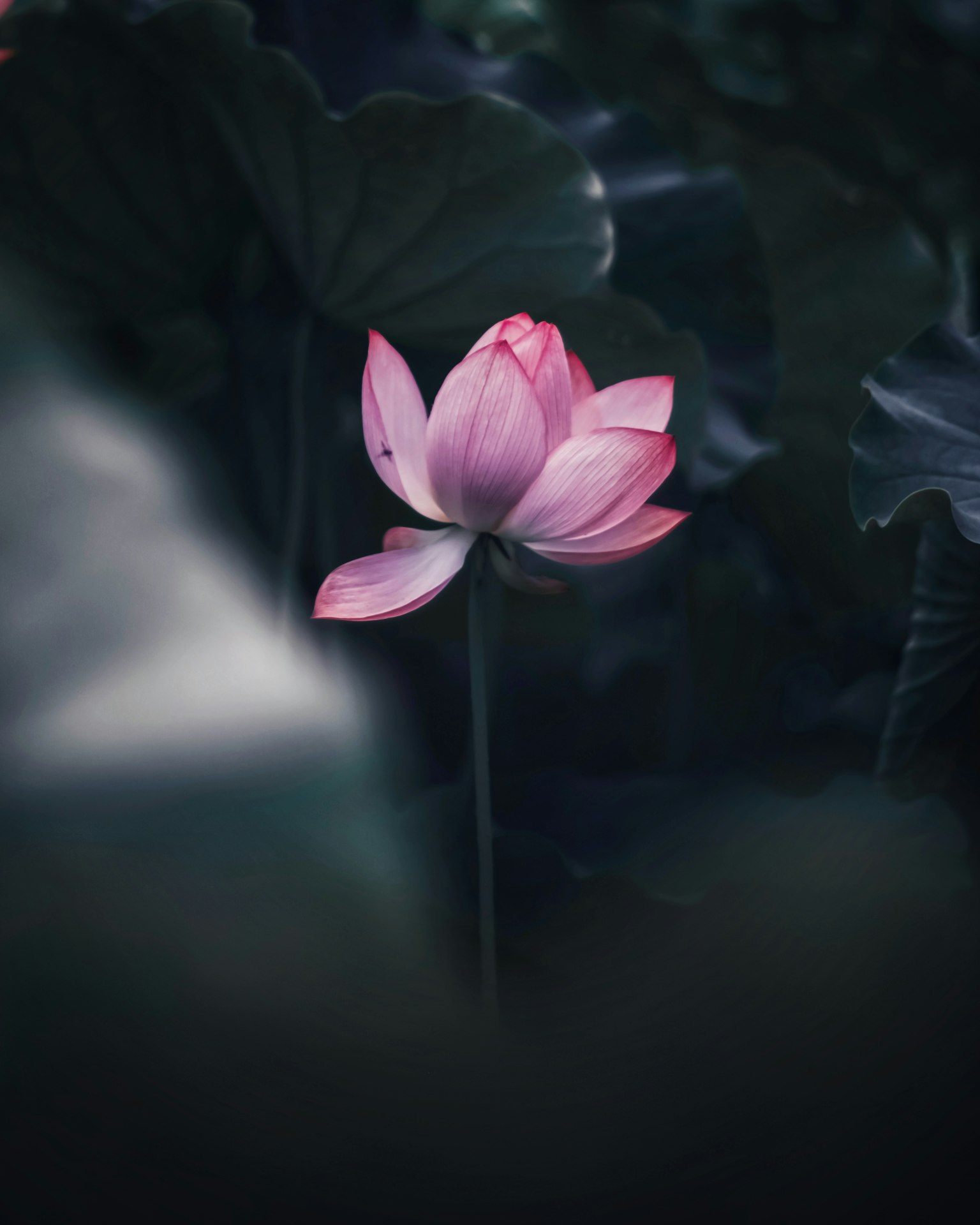 Wunderschöne rosa Lotusblume vor einem dunklen Hintergrund