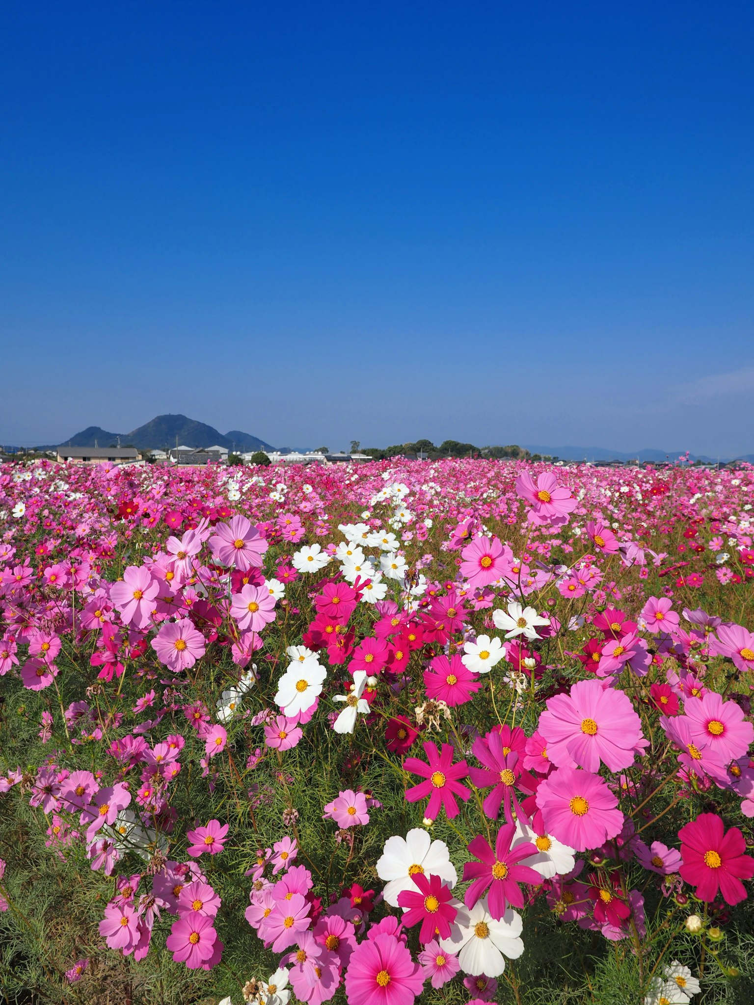 Campo de flores de cosmos colorido bajo un cielo azul