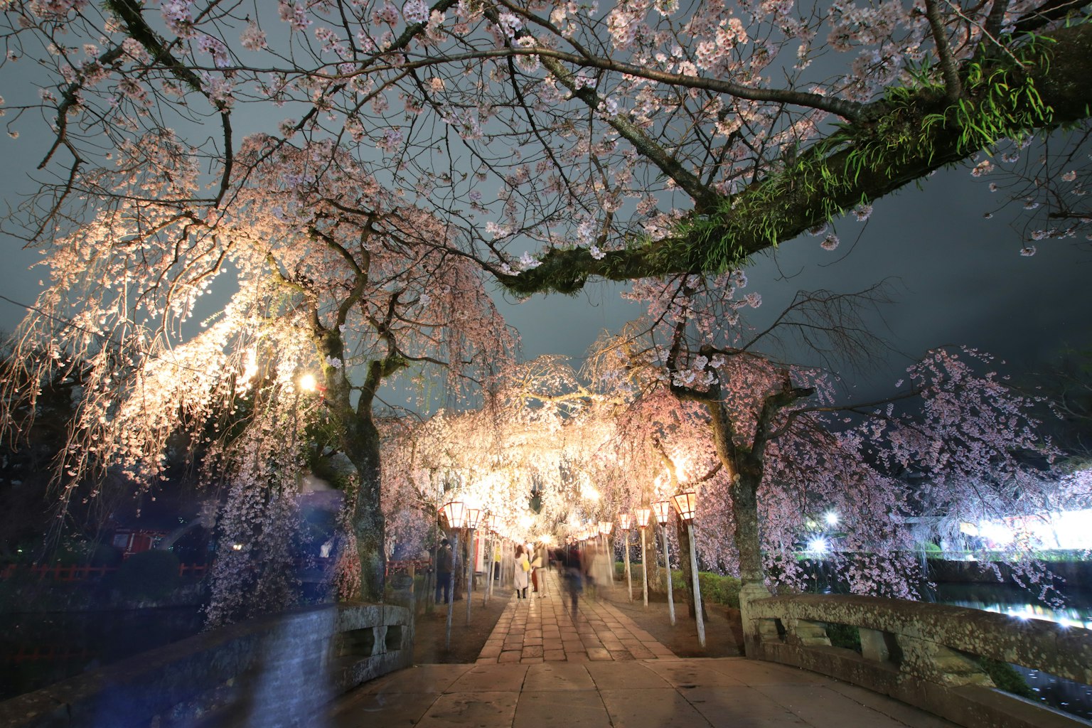 Orang-orang berjalan di atas jembatan yang diterangi oleh bunga sakura yang indah di malam hari