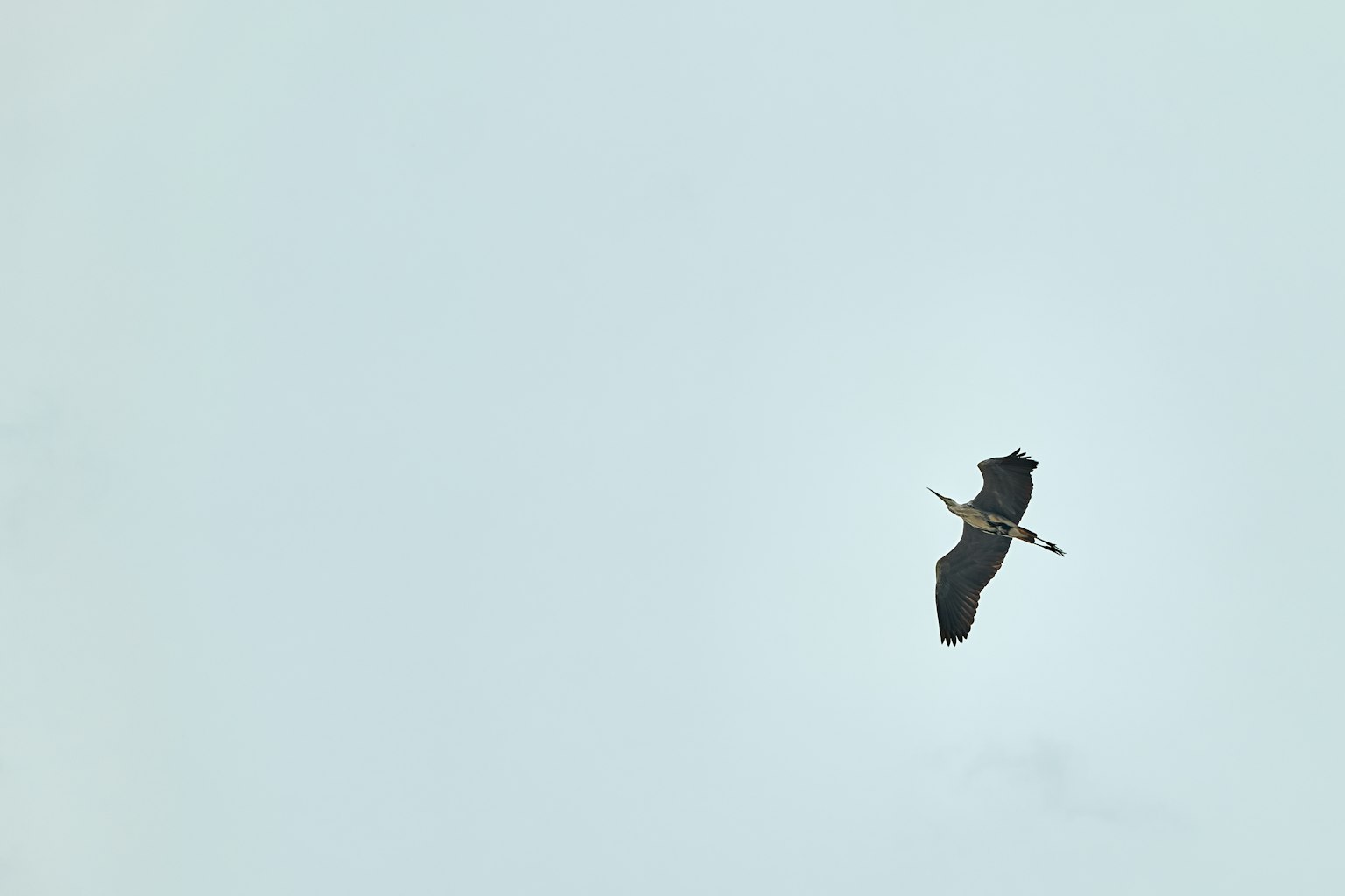 Silhouette eines schwarzen Vogels, der vor einem blassen blauen Himmel fliegt