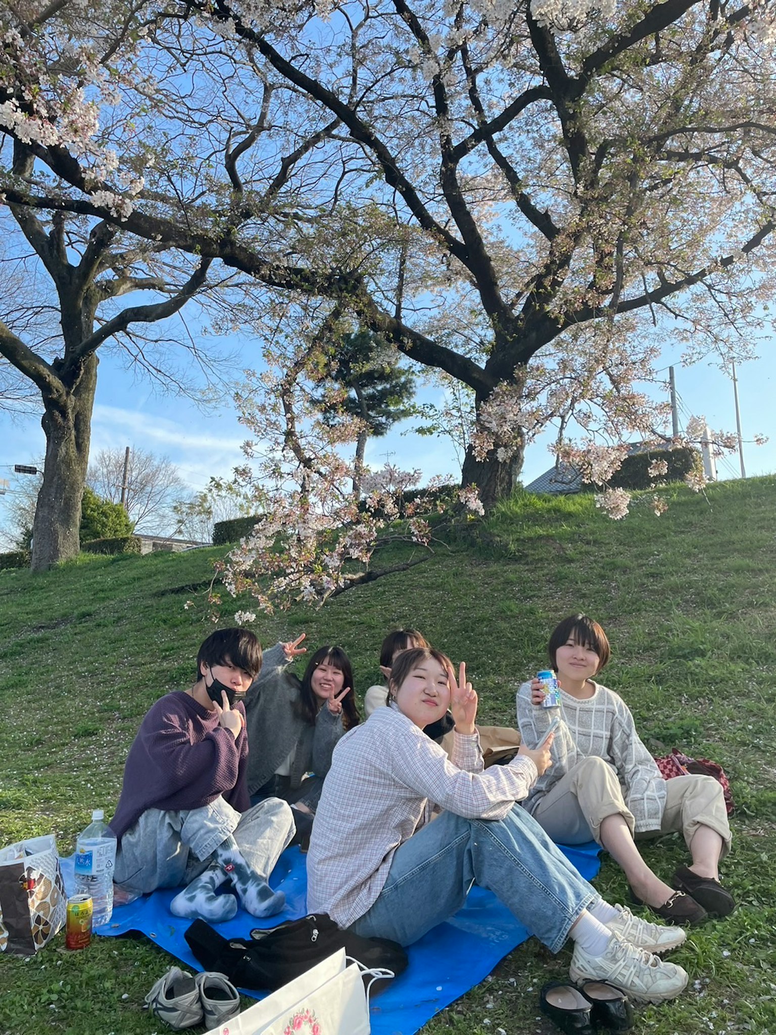Teman-teman menikmati piknik di bawah pohon sakura
