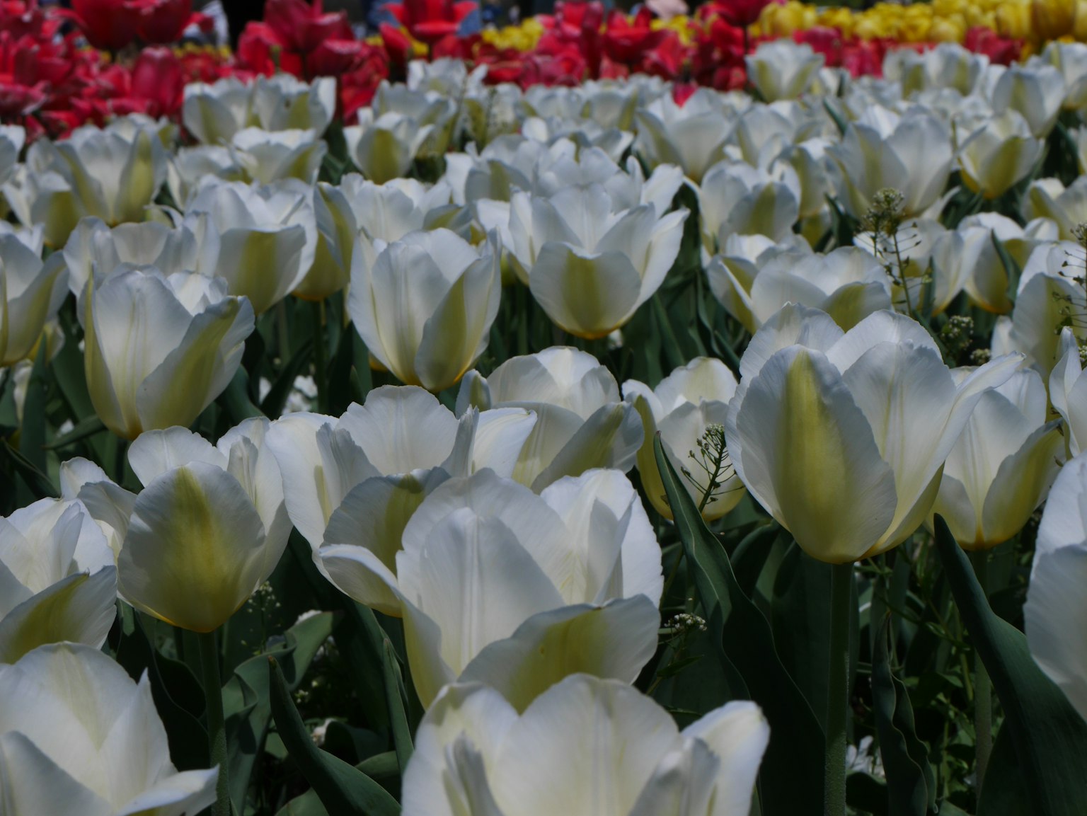 Cận cảnh hoa tulip trắng nở rộ trong một màn trình diễn hoa rực rỡ