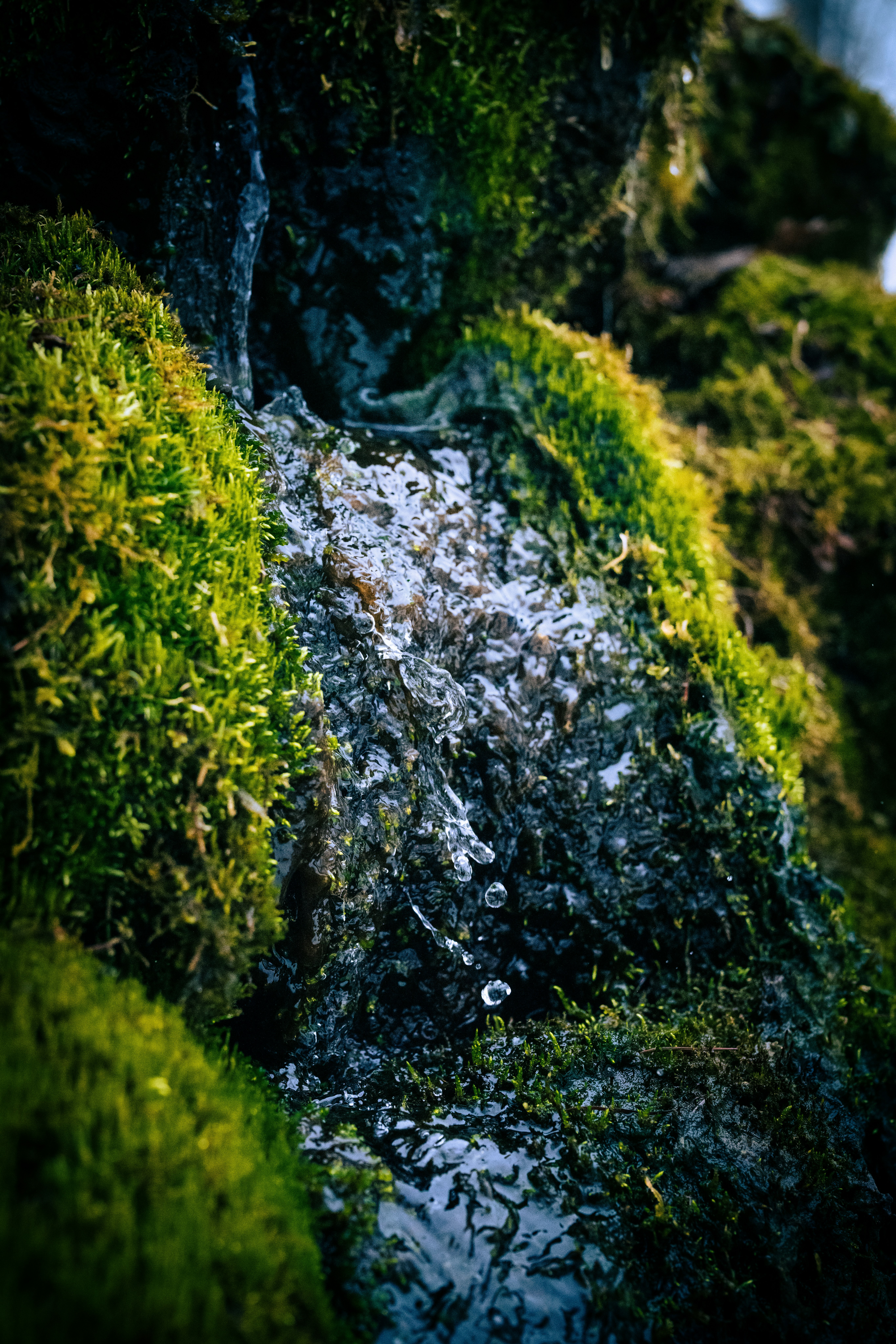 Petit ruisseau moussu qui s’écoule sur une pente verte