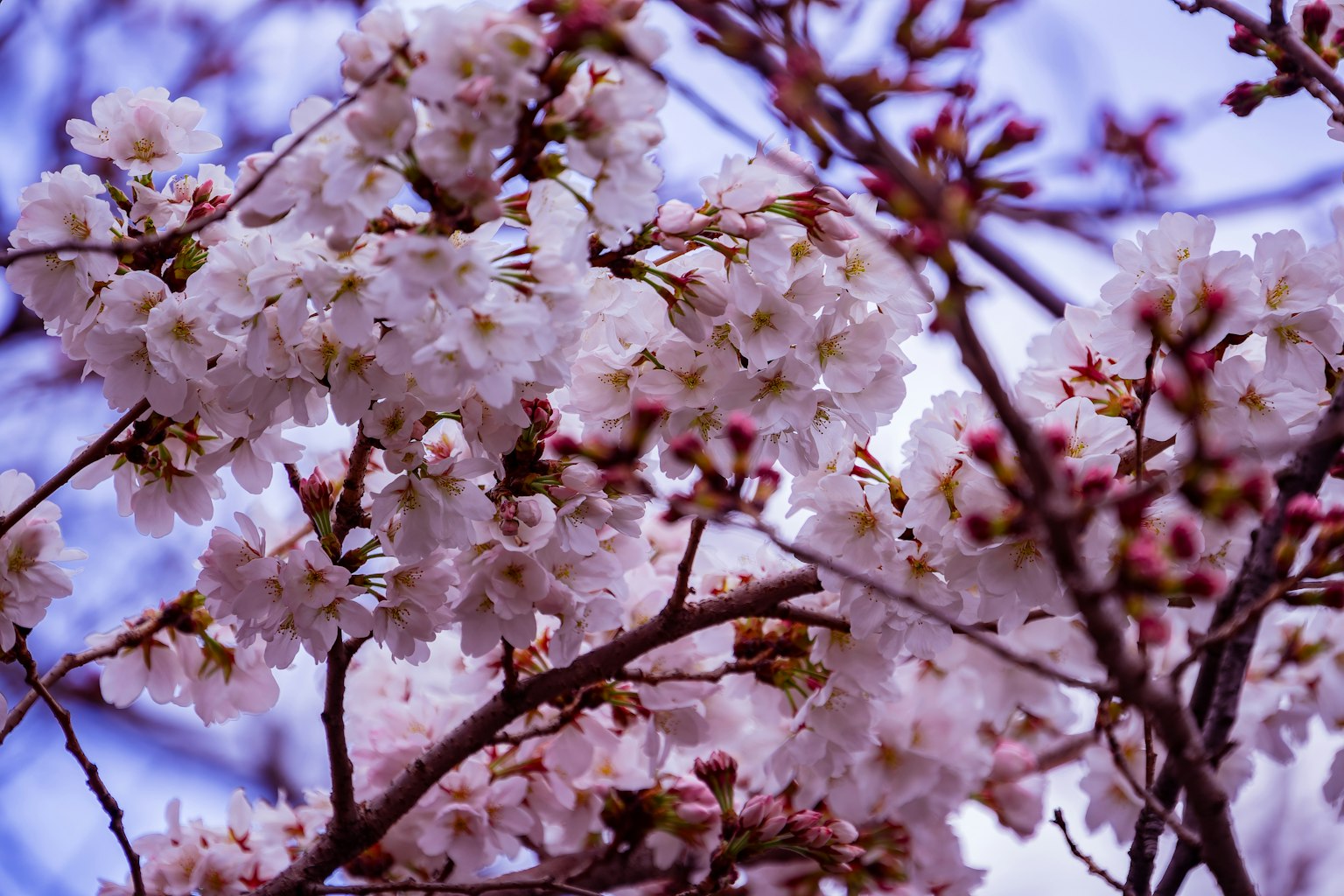 Close-up bunga sakura merah muda pucat di cabang