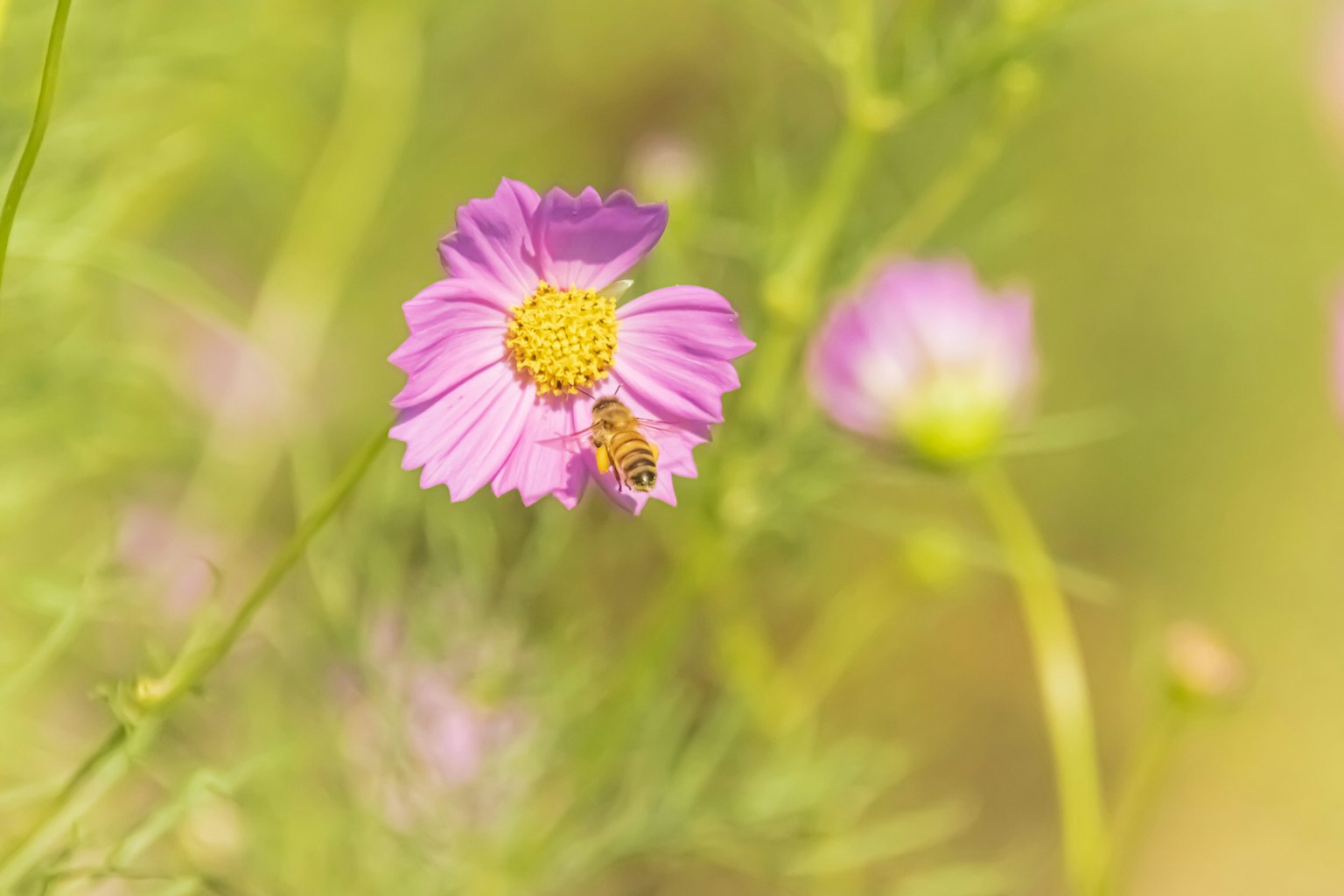 Image of a bee on a purple flower