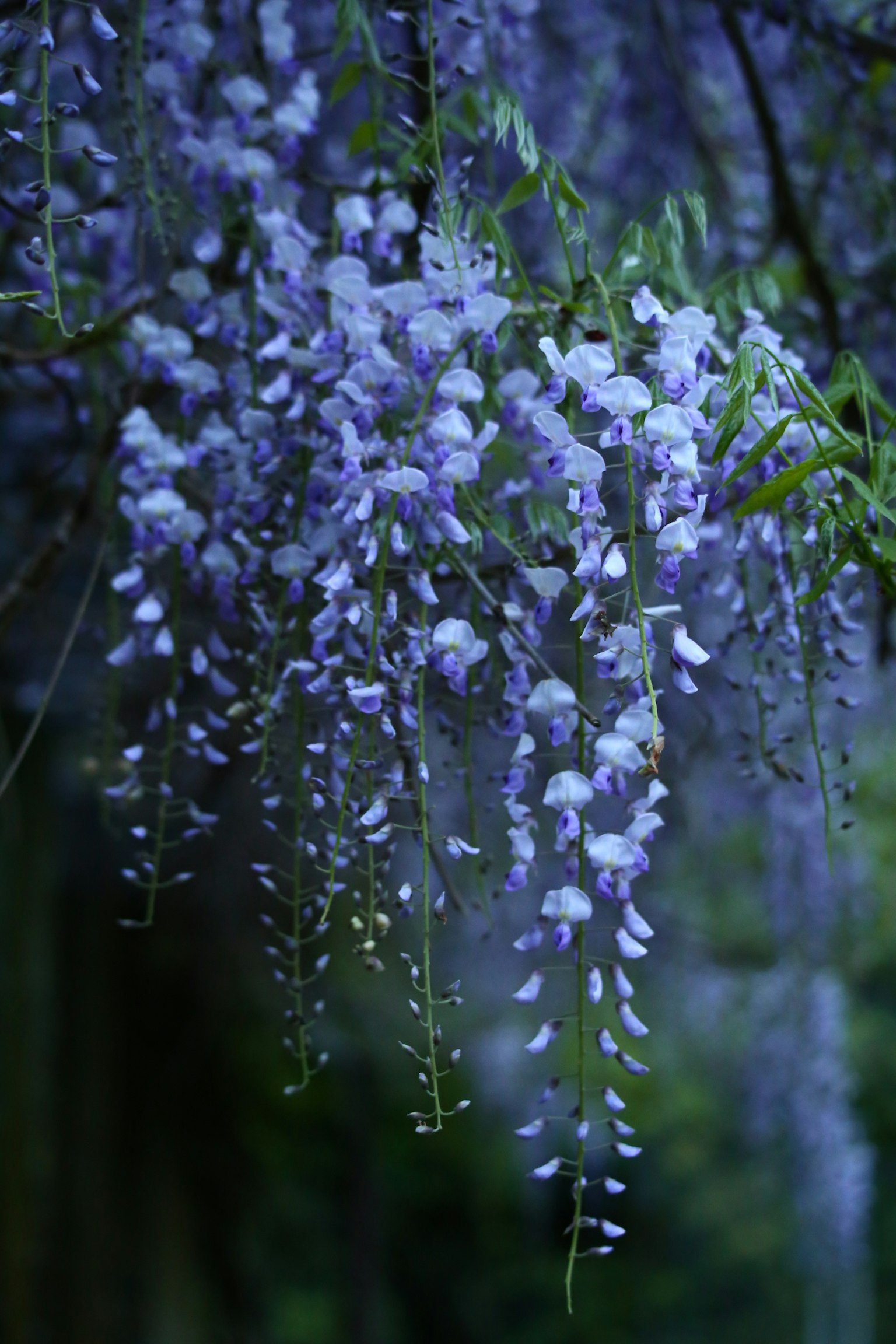 น้ำตกของดอกวิสทีเรียสีม่วงที่แขวนอย่างสง่างาม