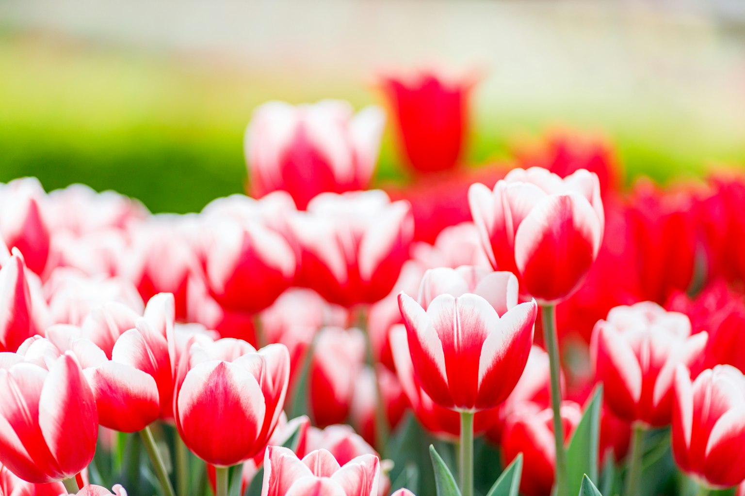 Ein lebhaftes Feld roter und weißer Tulpen in voller Blüte