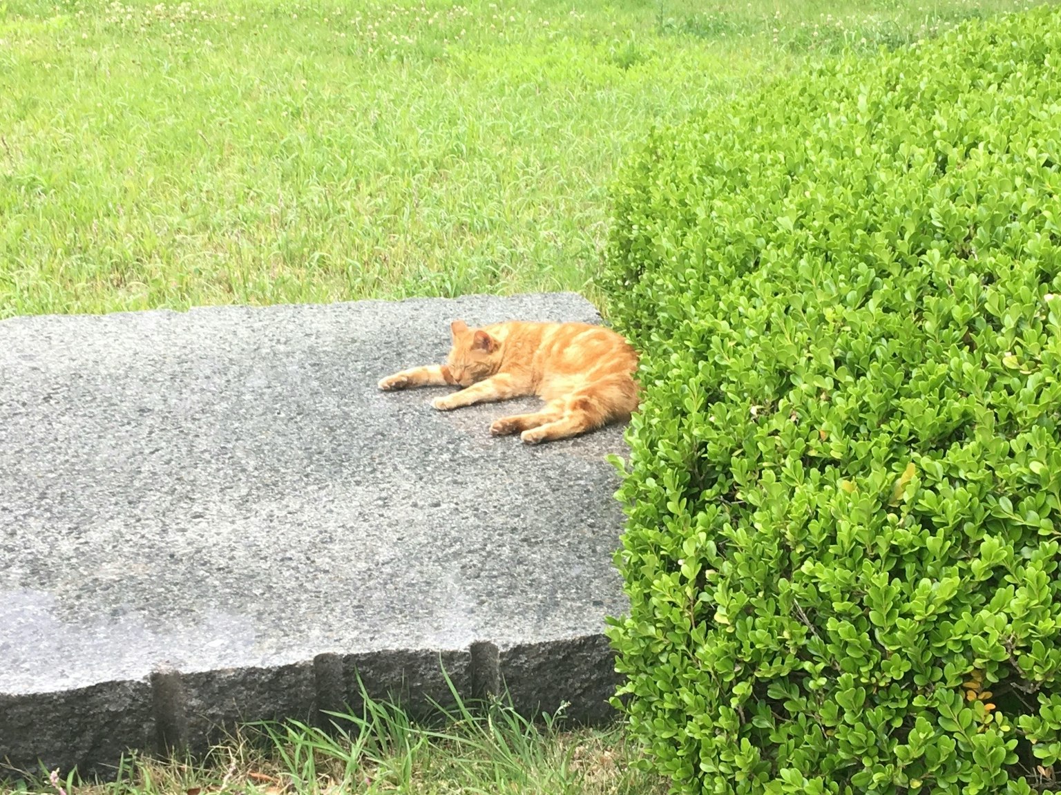 Chat orange allongé sur un chemin en pierre à côté d'un buisson vert
