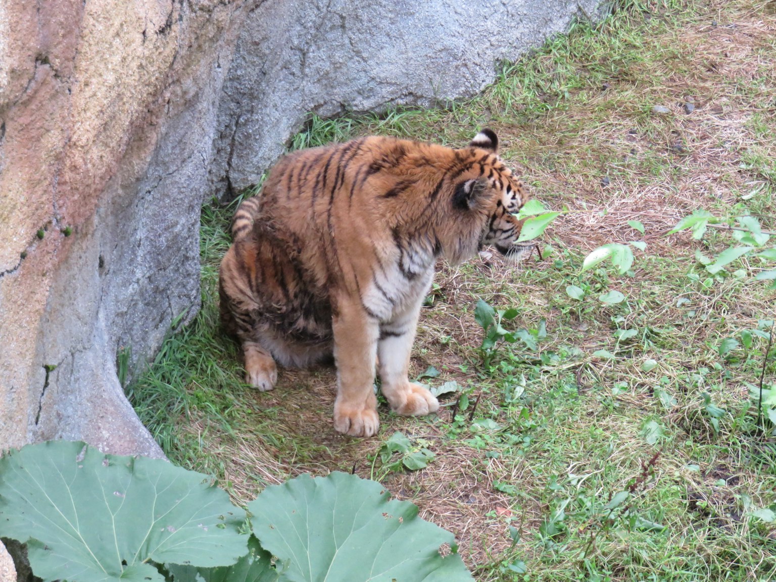 Un tigre sentado en la hierba cerca de una zona rocosa