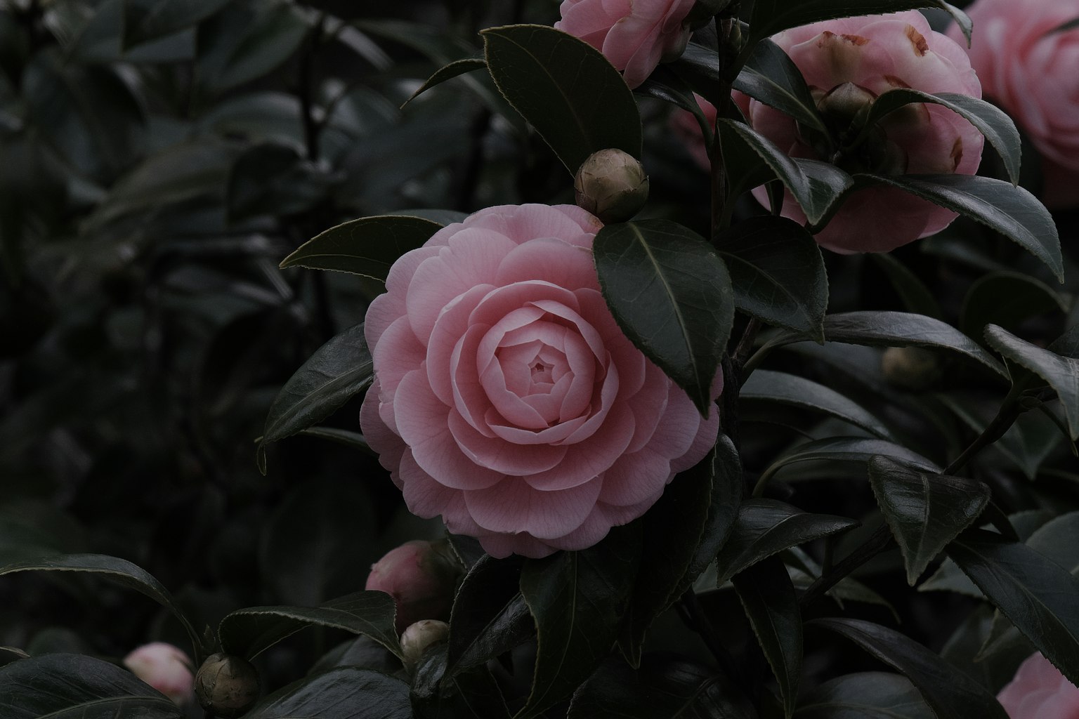 Flor de camelia rosa con hojas verdes oscuras