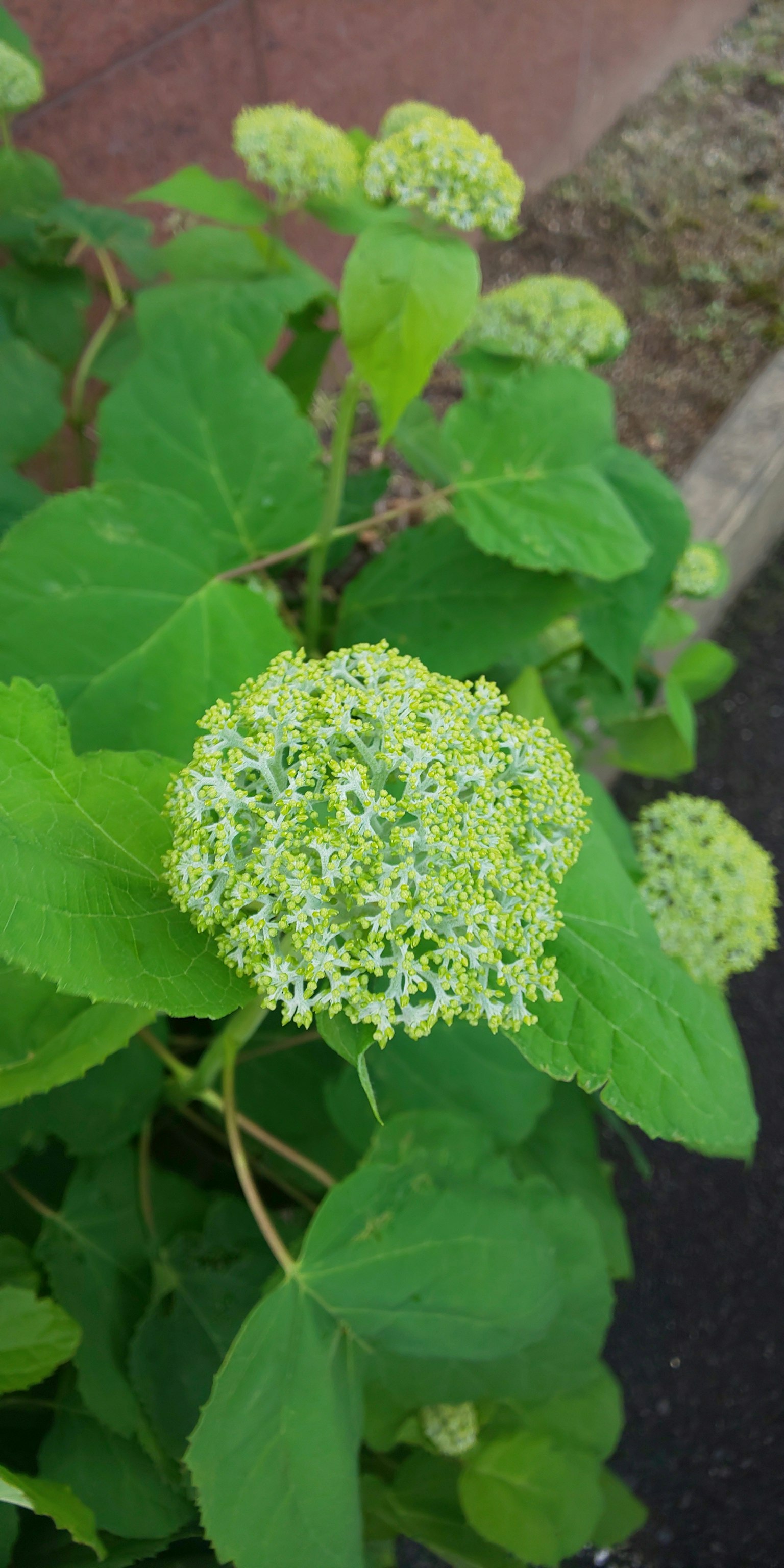 特寫植物，綠色葉子和白色花朵的圓形簇