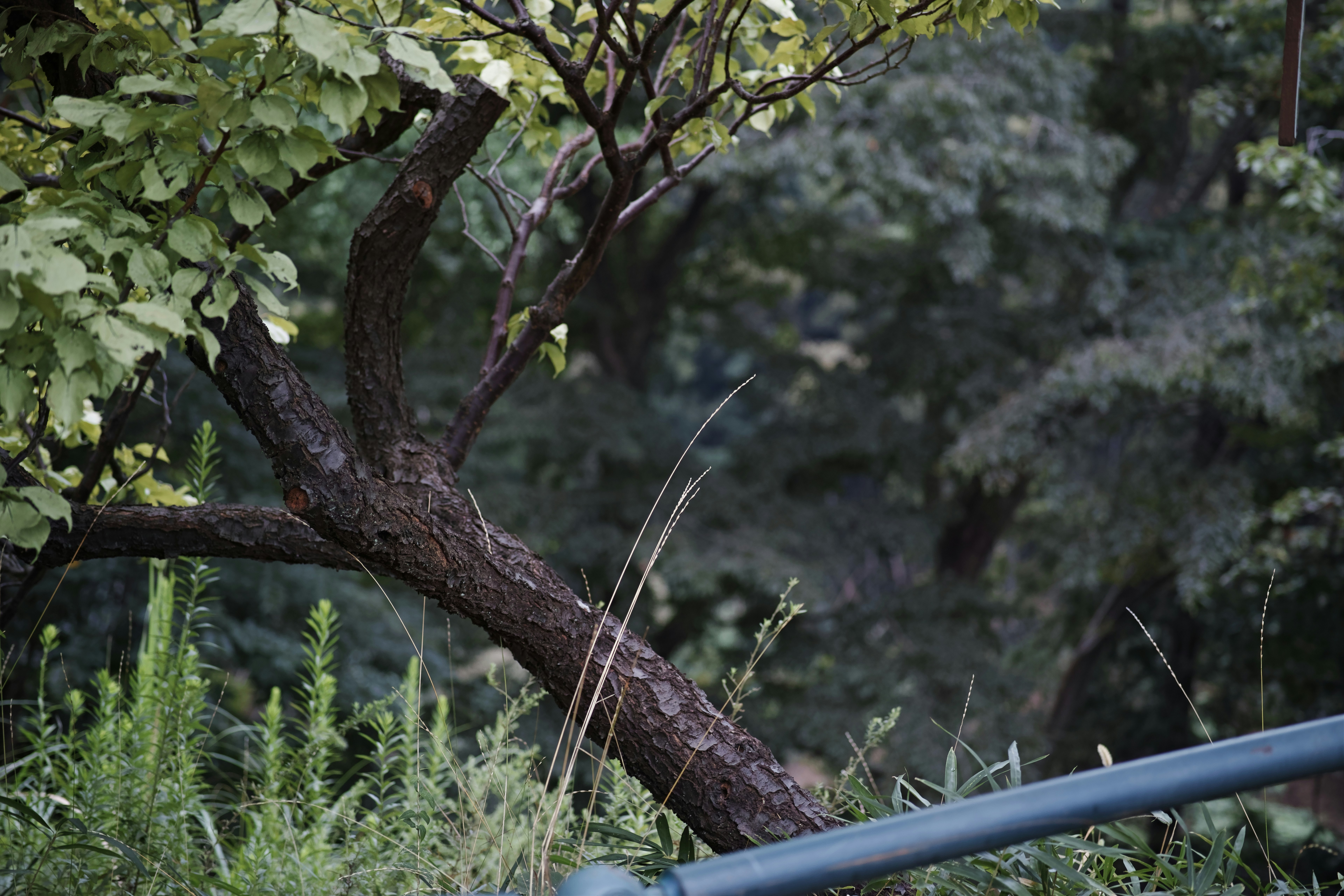 木の枝と葉が茂る自然の散策風景