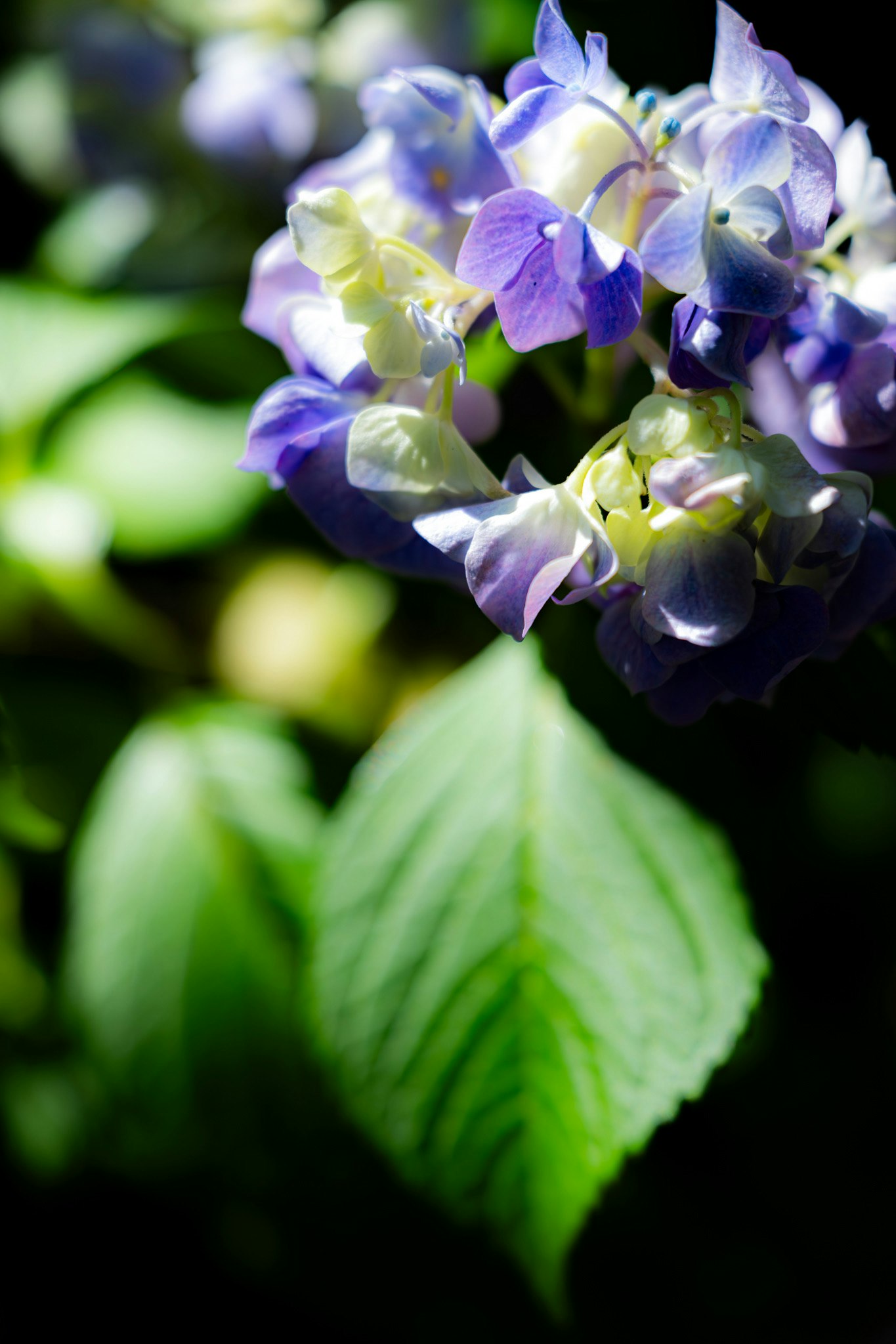 紫と白の花が咲くボケのあるクローズアップ