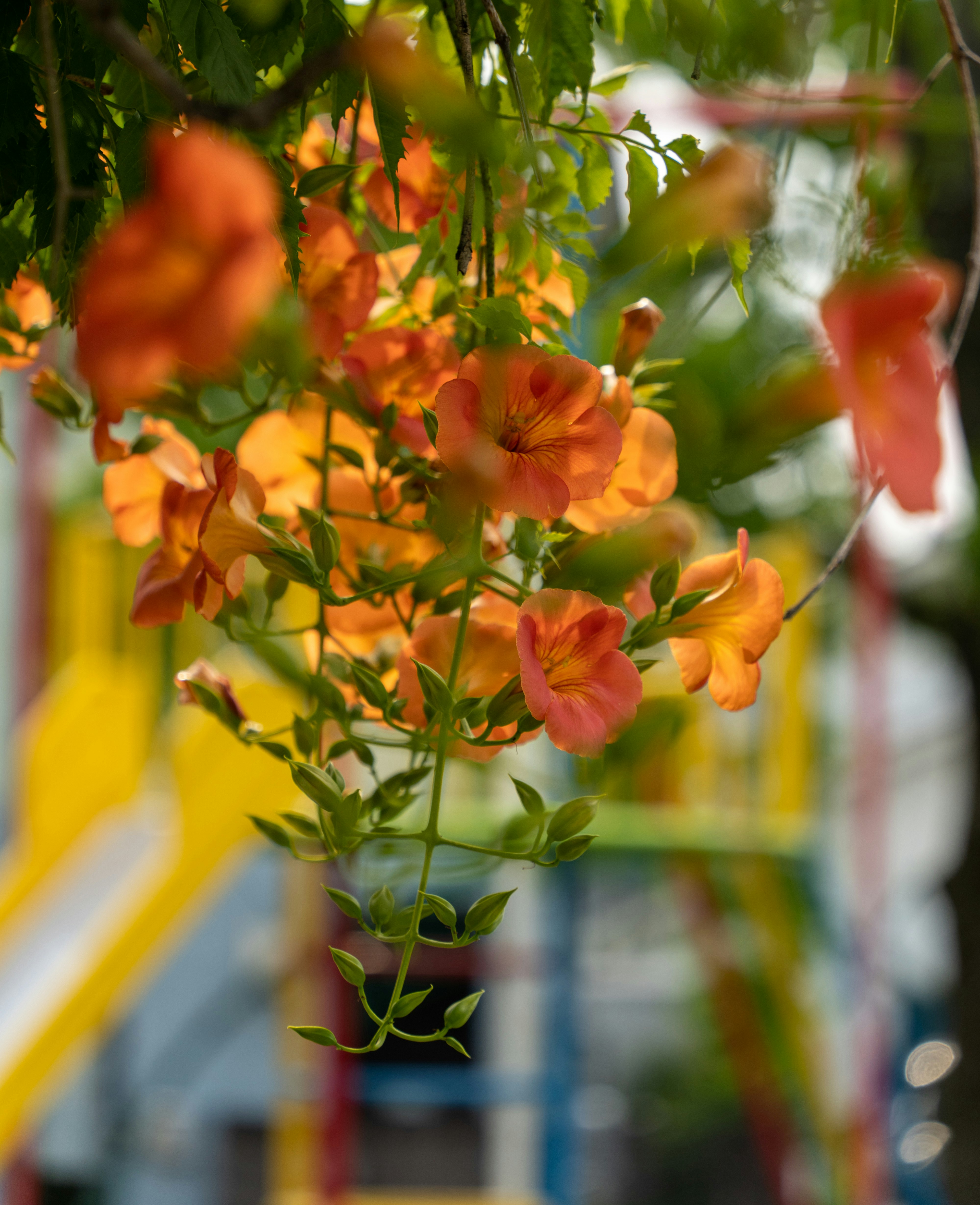 オレンジ色の花が手前で咲く庭のボケ背景