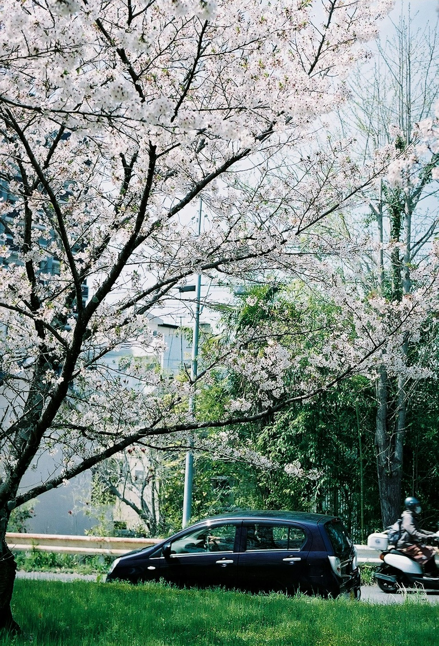 Scene with a cherry blossom tree and a black car