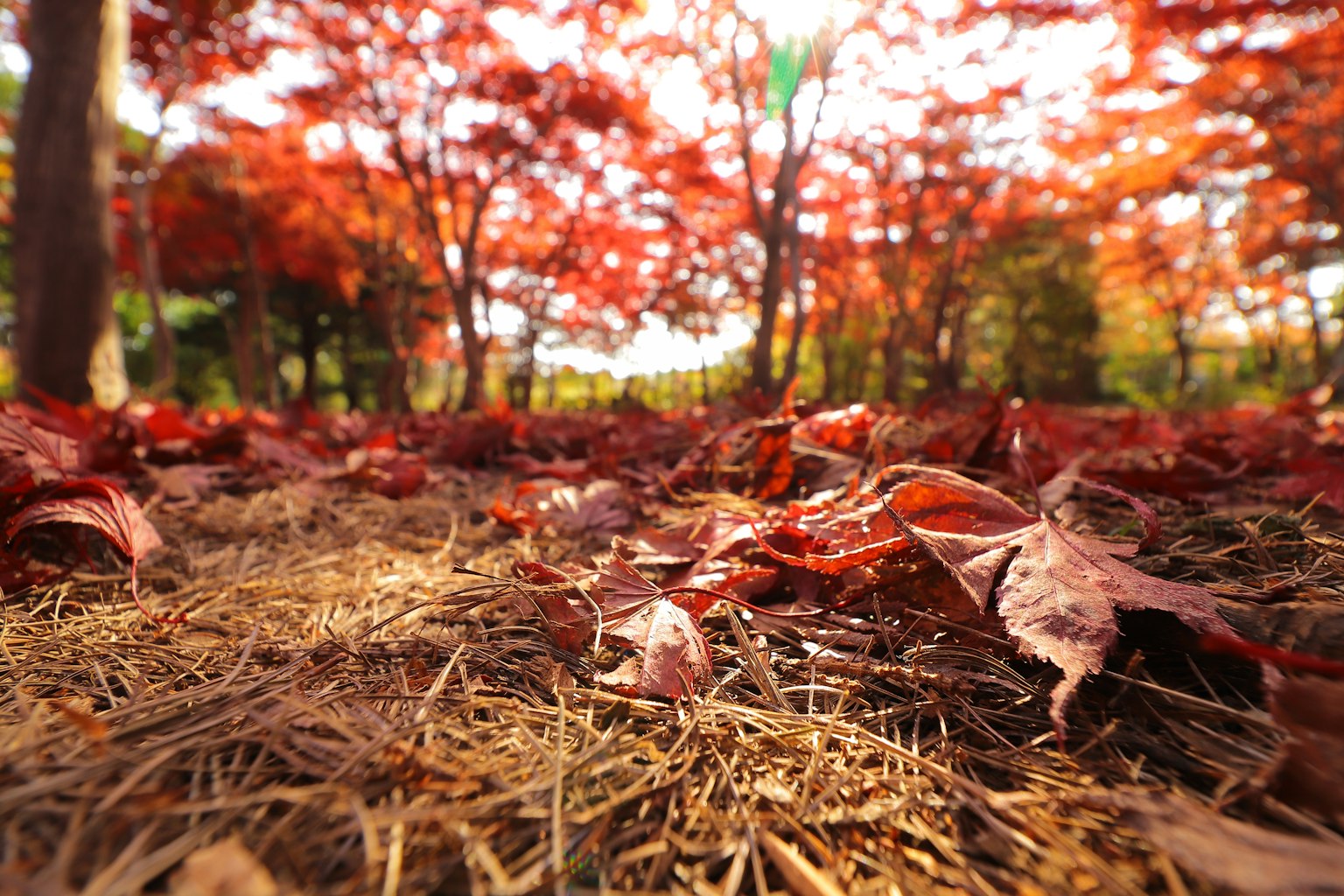 Paysage d'automne avec des feuilles rouges éparpillées dans un parc