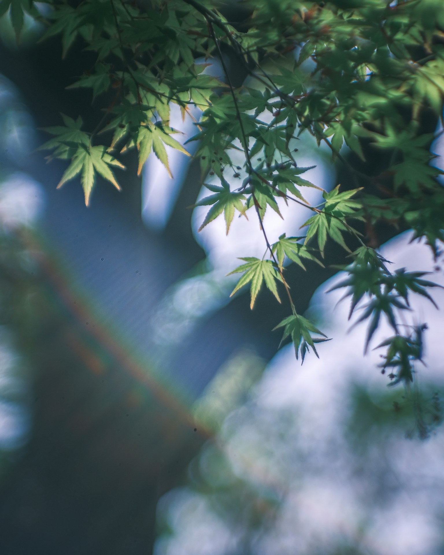 Daun maple hijau bergetar lembut dalam cahaya lembut