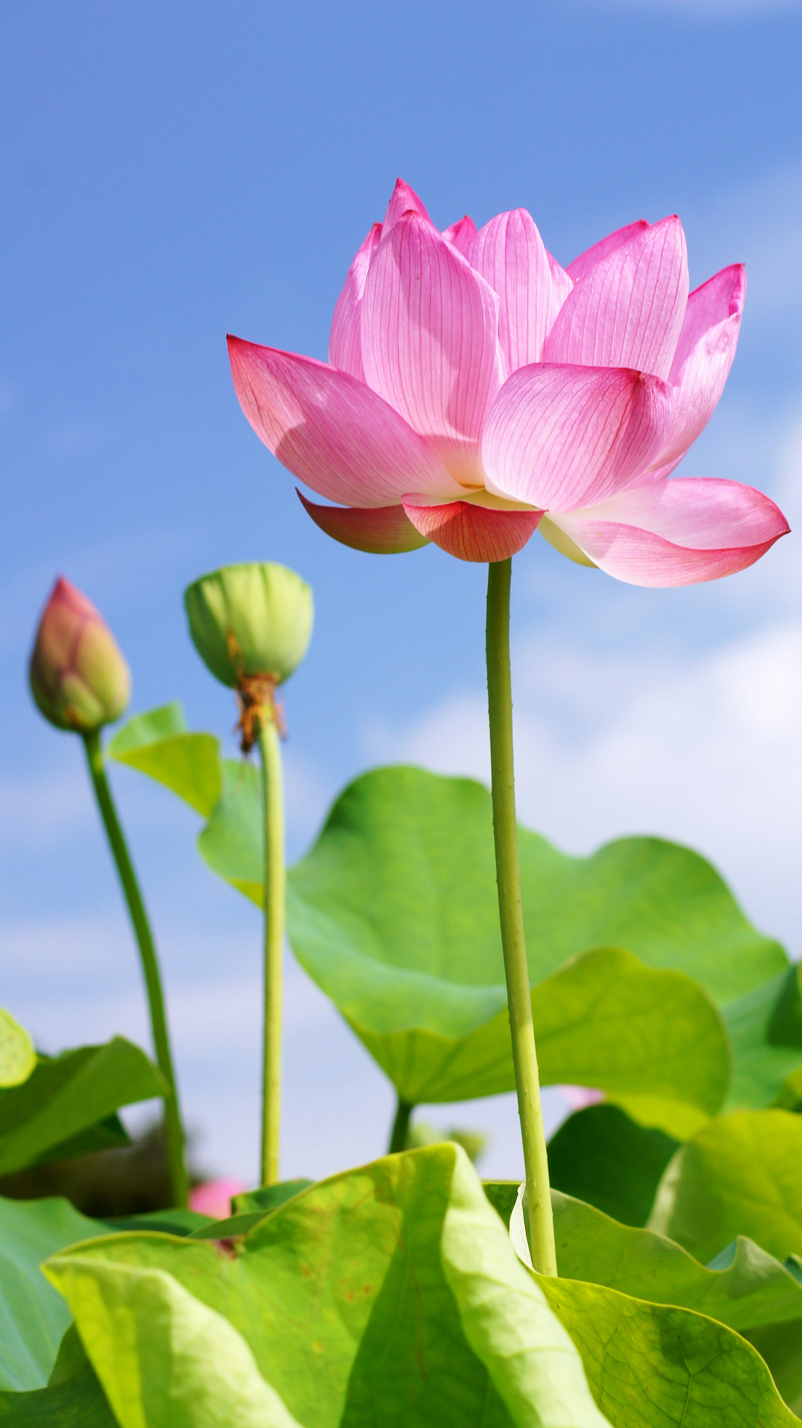 ピンクの蓮の花と青空の下の葉