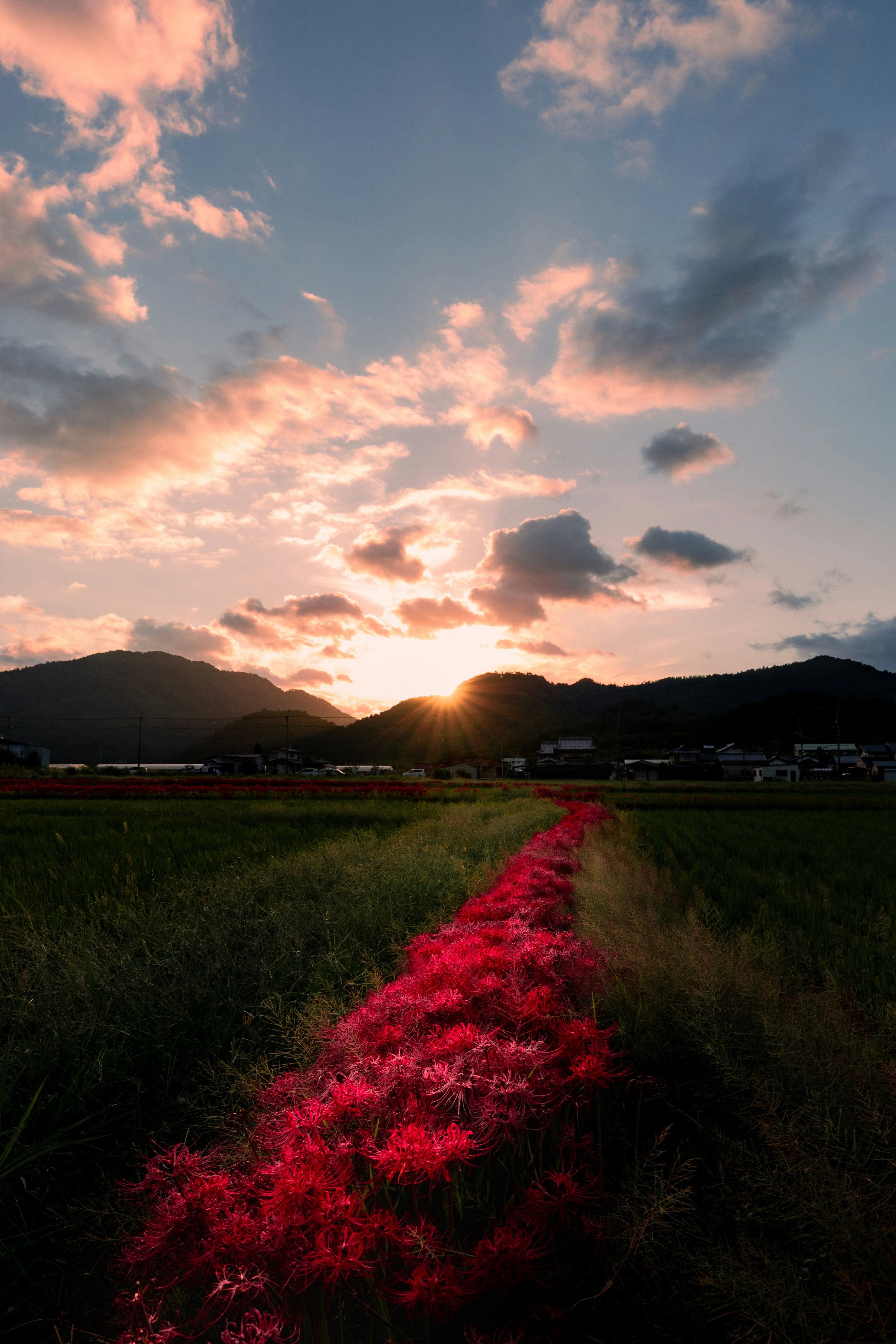 Sentiero in un campo di riso illuminato dal tramonto con fiori rossi