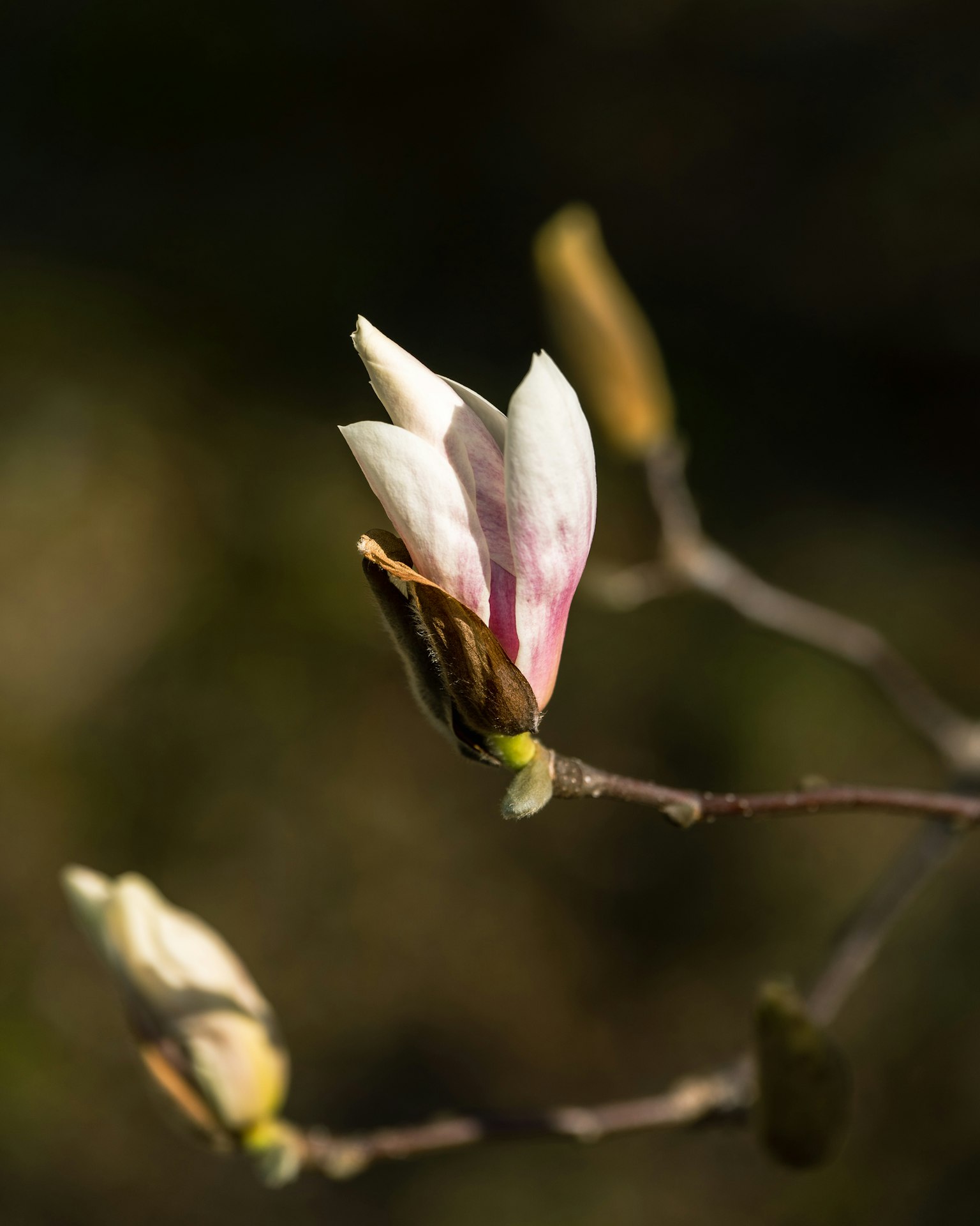Fleur de magnolia avec des pétales blancs et roses en fleurs sur une branche