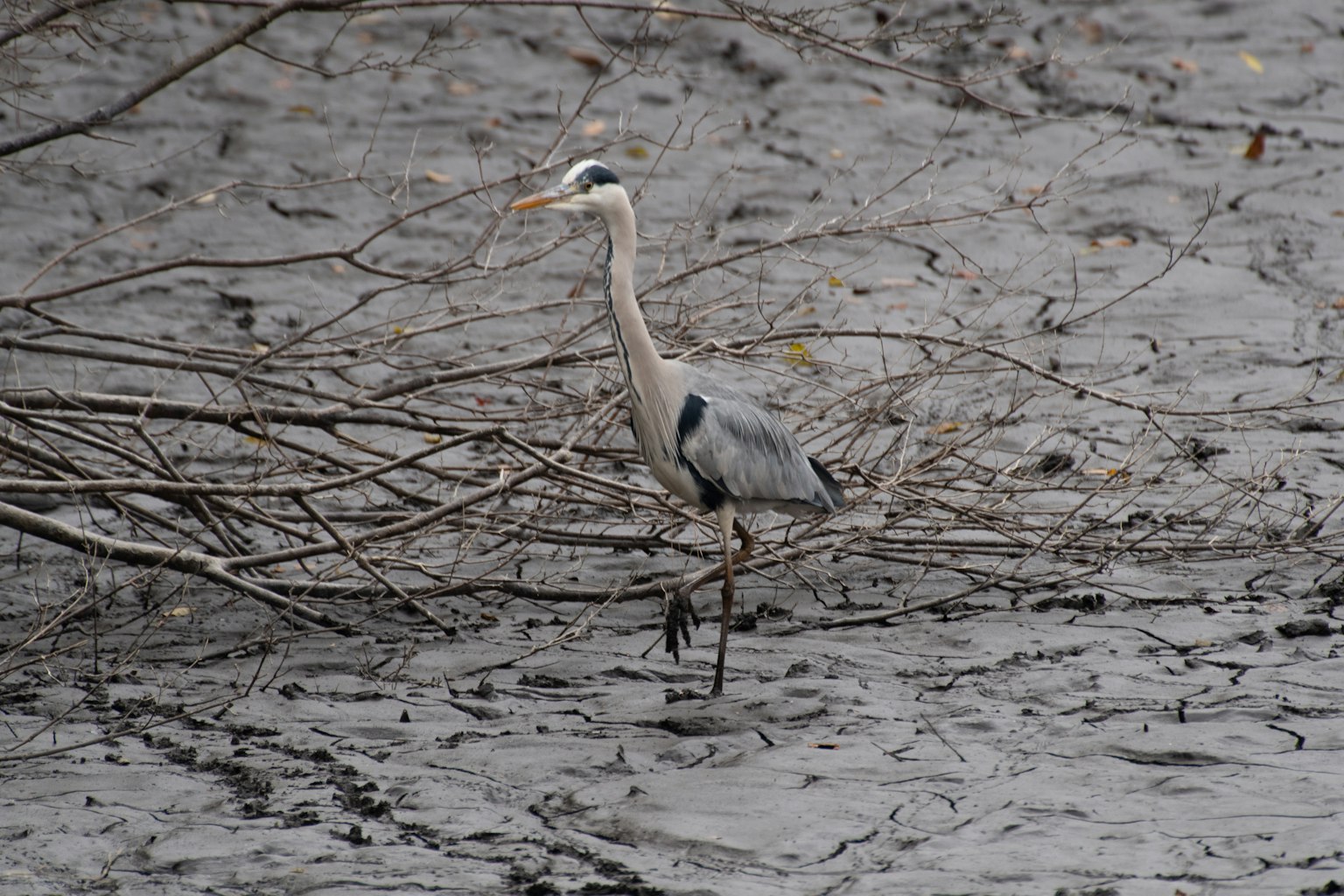 Gray heron standing on branches in a wetland setting
