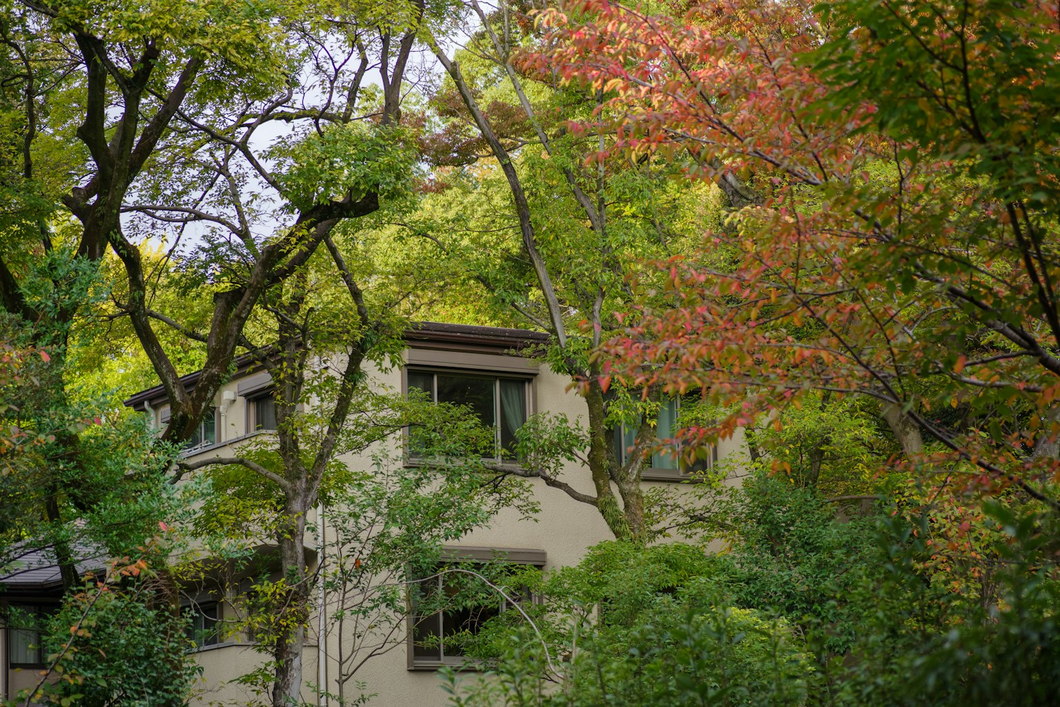 Casa moderna parcialmente oculta entre follaje verde y rojo