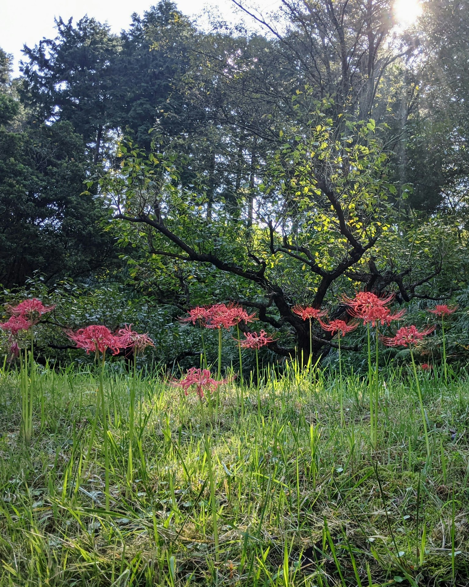 Eine Landschaft mit roten Spinnenlilien, die in einer grünen Wiese blühen
