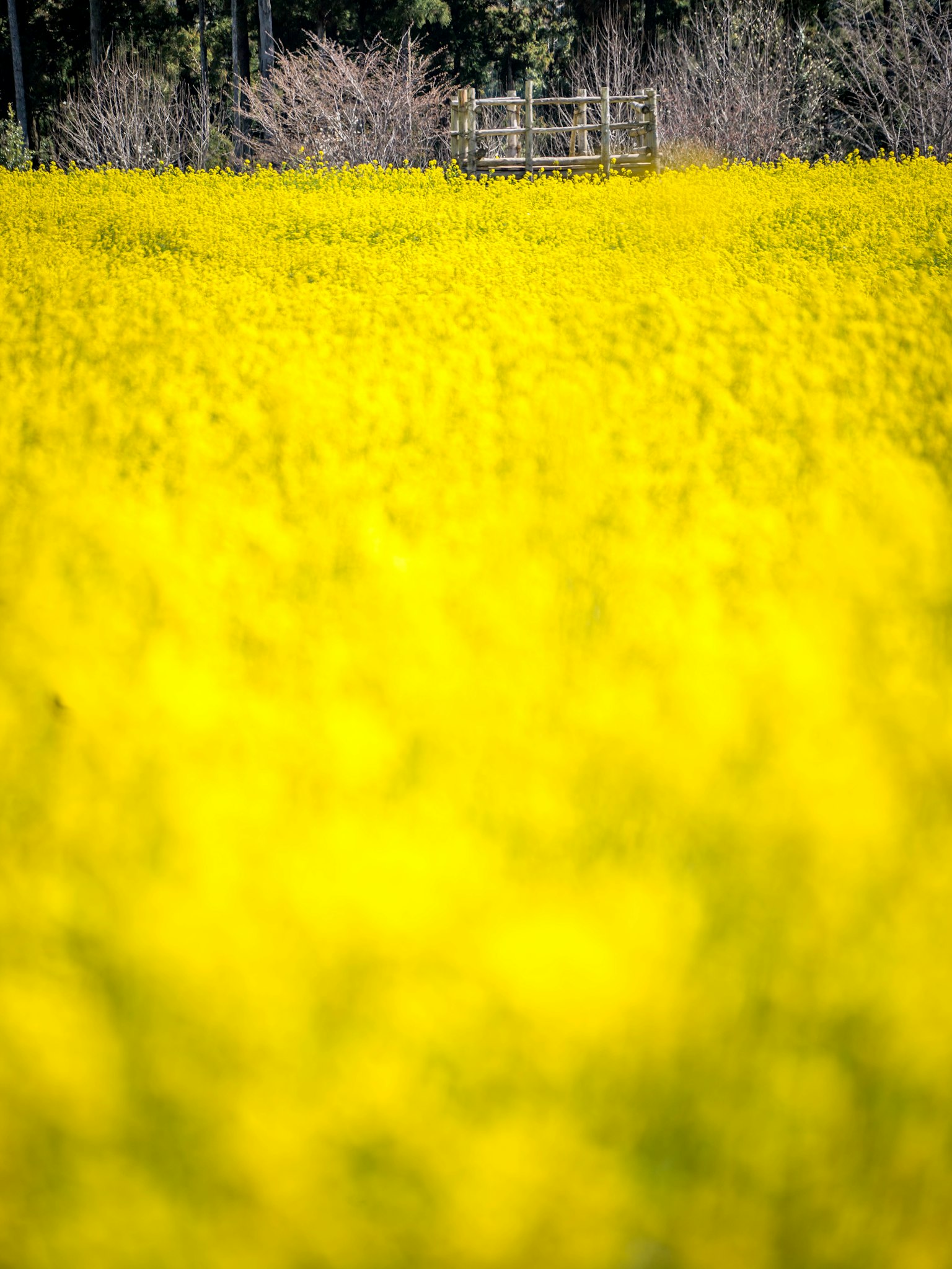 Champ de fleurs jaunes vibrantes avec un arrière-plan flou