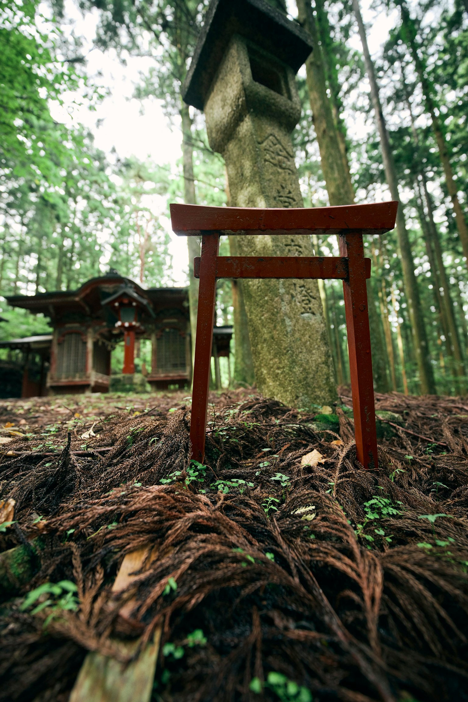Pemandangan indah gerbang torii merah dan kuil kuno di hutan yang tenang
