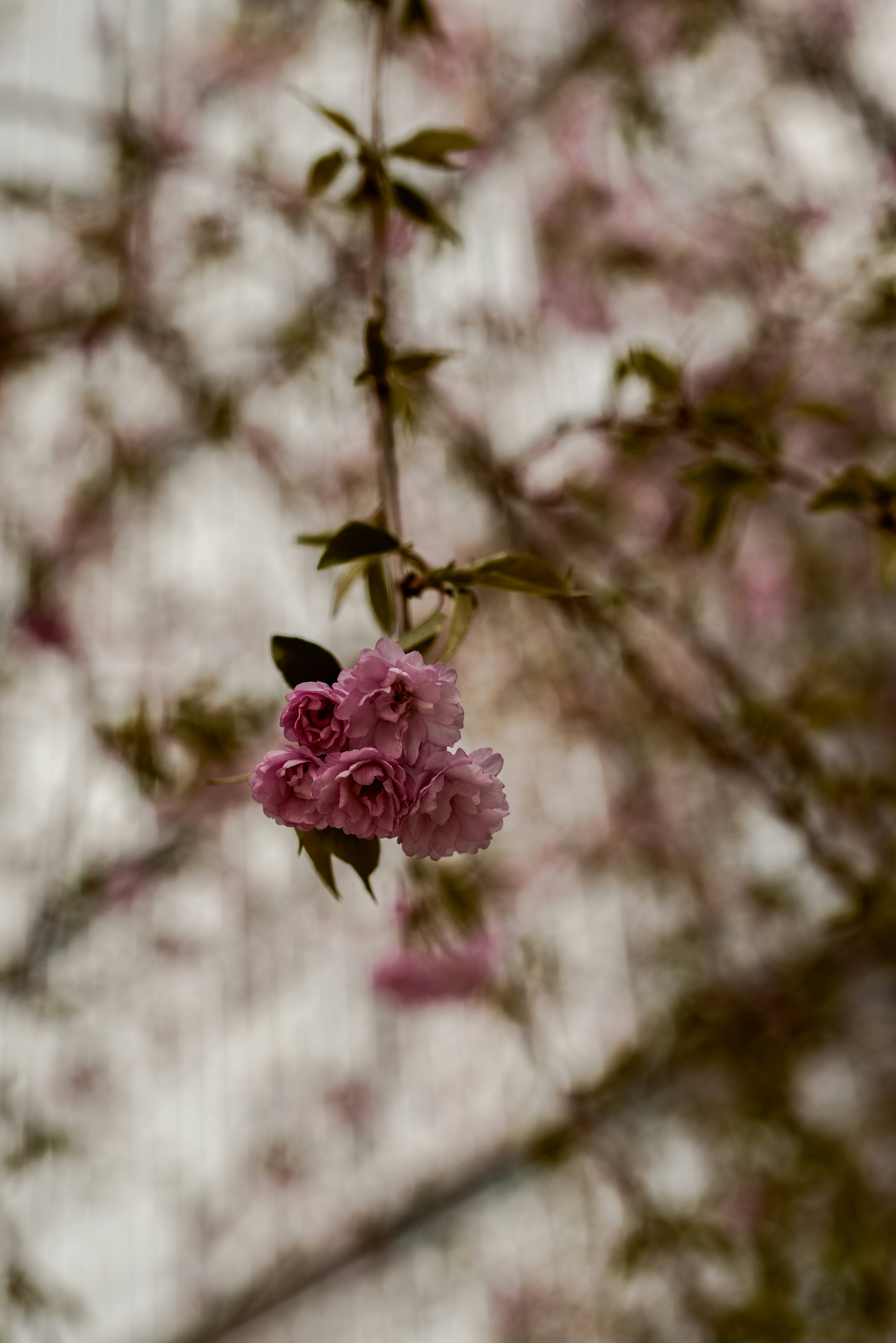 枝垂れ桜の花が咲く背景のぼけた枝
