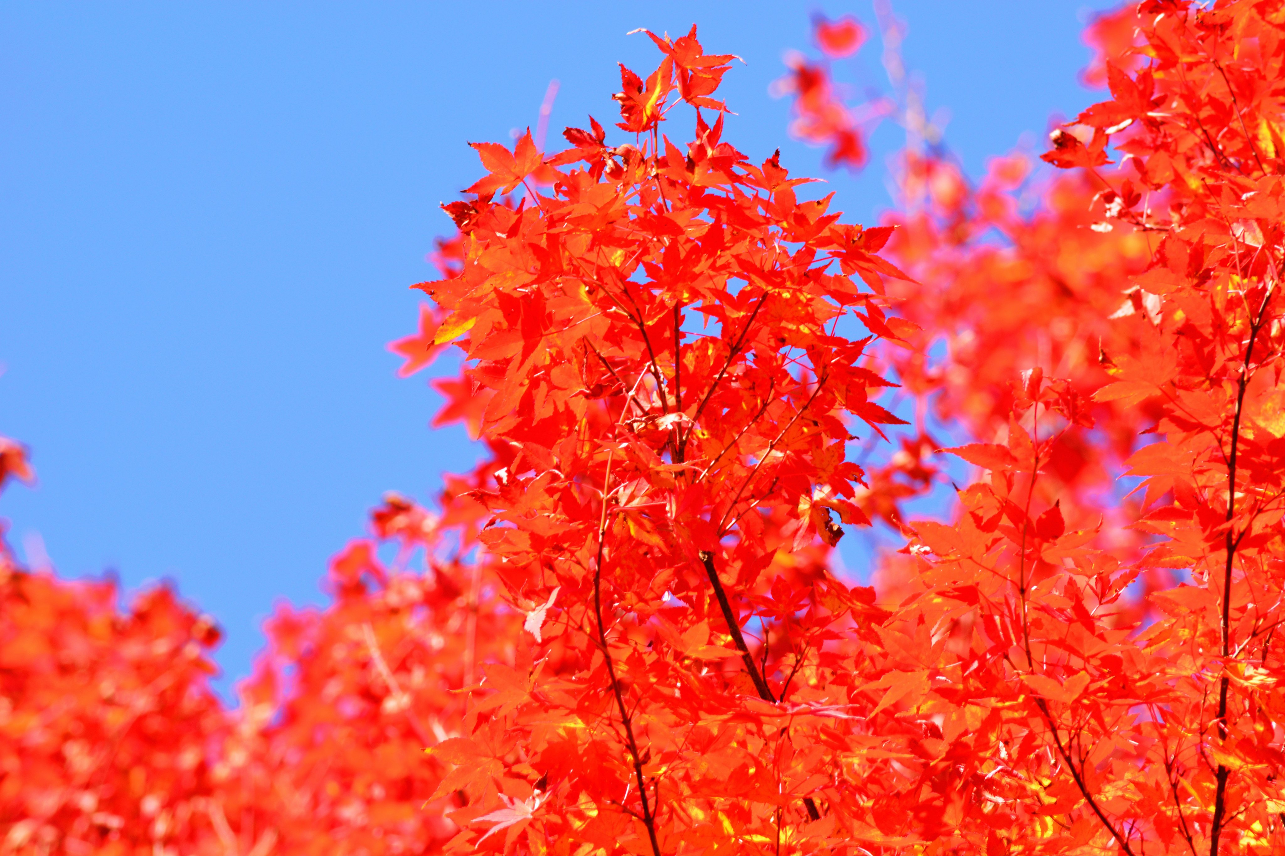 晩秋の九州風景街道で色づく紅葉といちょうの並木