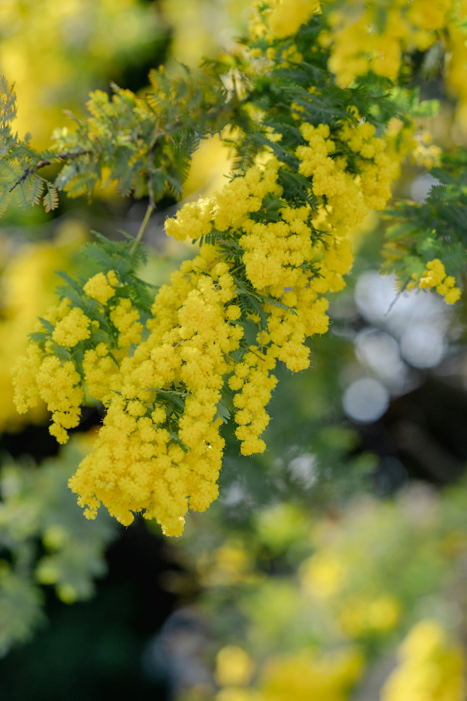 Kumpulan bunga mimosa kuning cerah menggantung dari cabang pohon