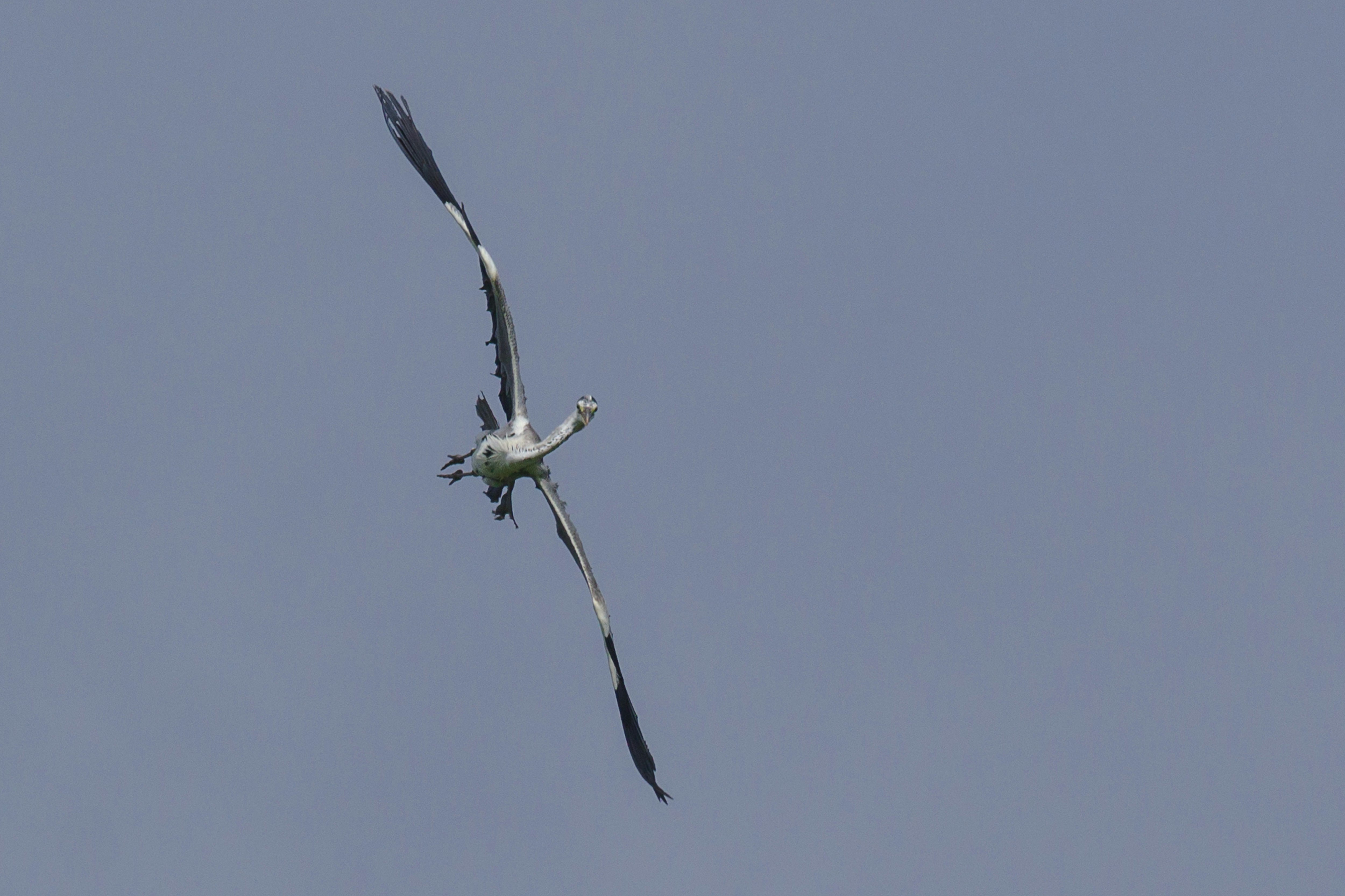 青空を飛ぶ鳥のシルエット